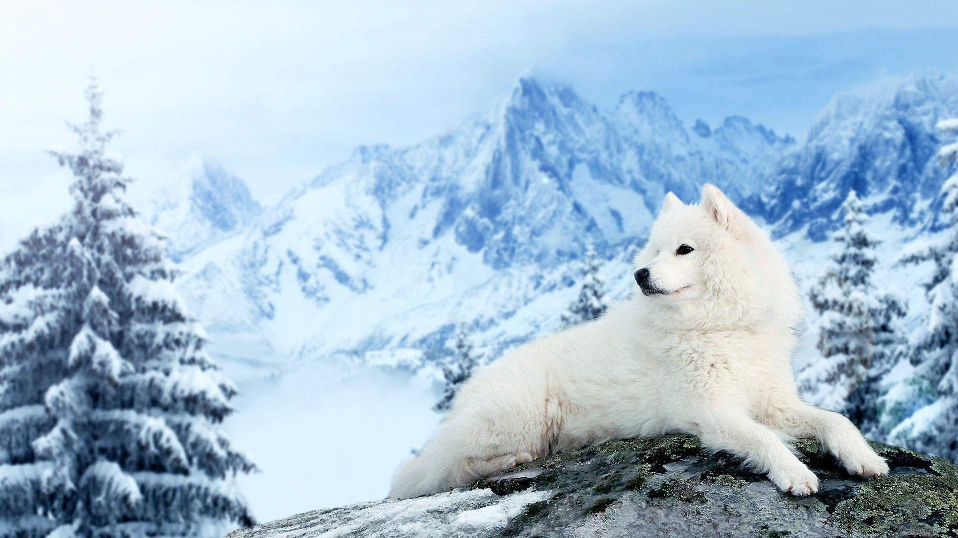 1920x1080 Picture Samoyed dog Dogs White Spruce Winter Snow Animals