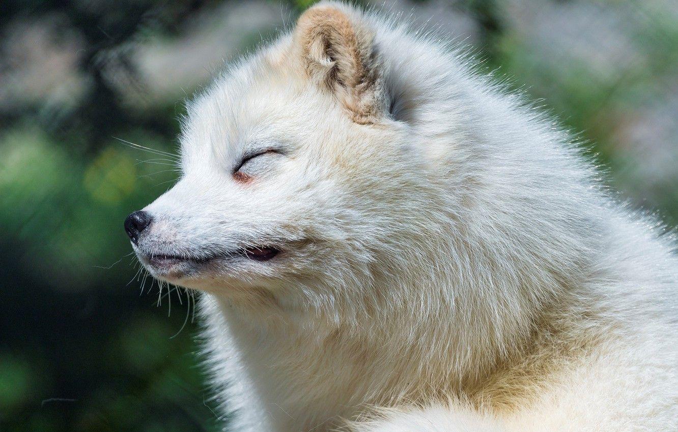 1332x850 Wallpaper muzzle, bokeh, Arctic Fox image for desktop