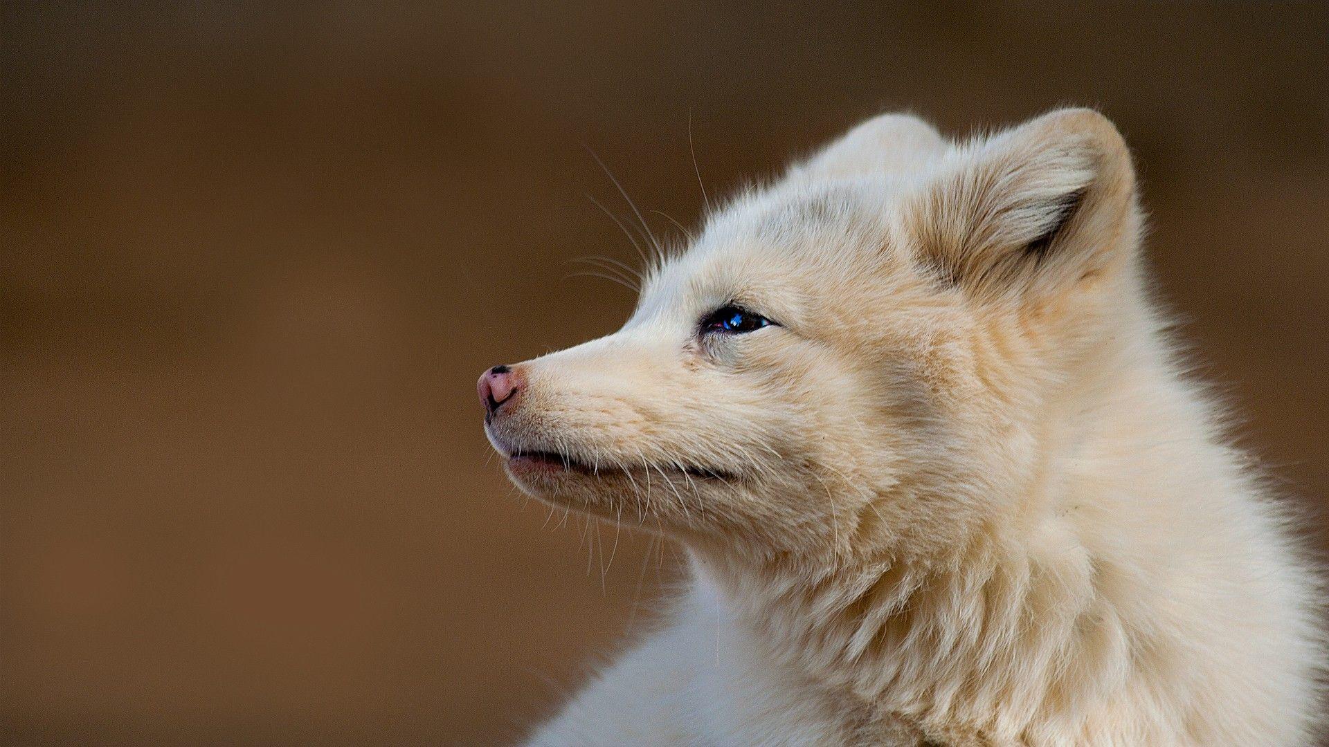 1920x1080 Wall Murals, Foxes, Amazing, Mobile Wallpaper Desktop