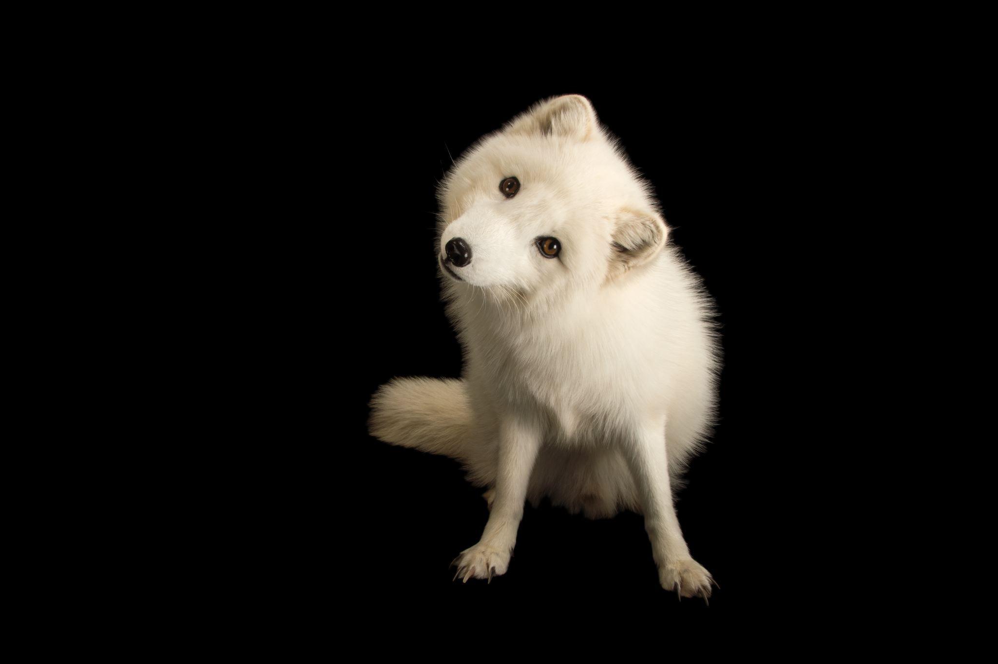 2048x1363 Arctic Fox wallpaper, Animal, HQ Arctic Fox pictureK