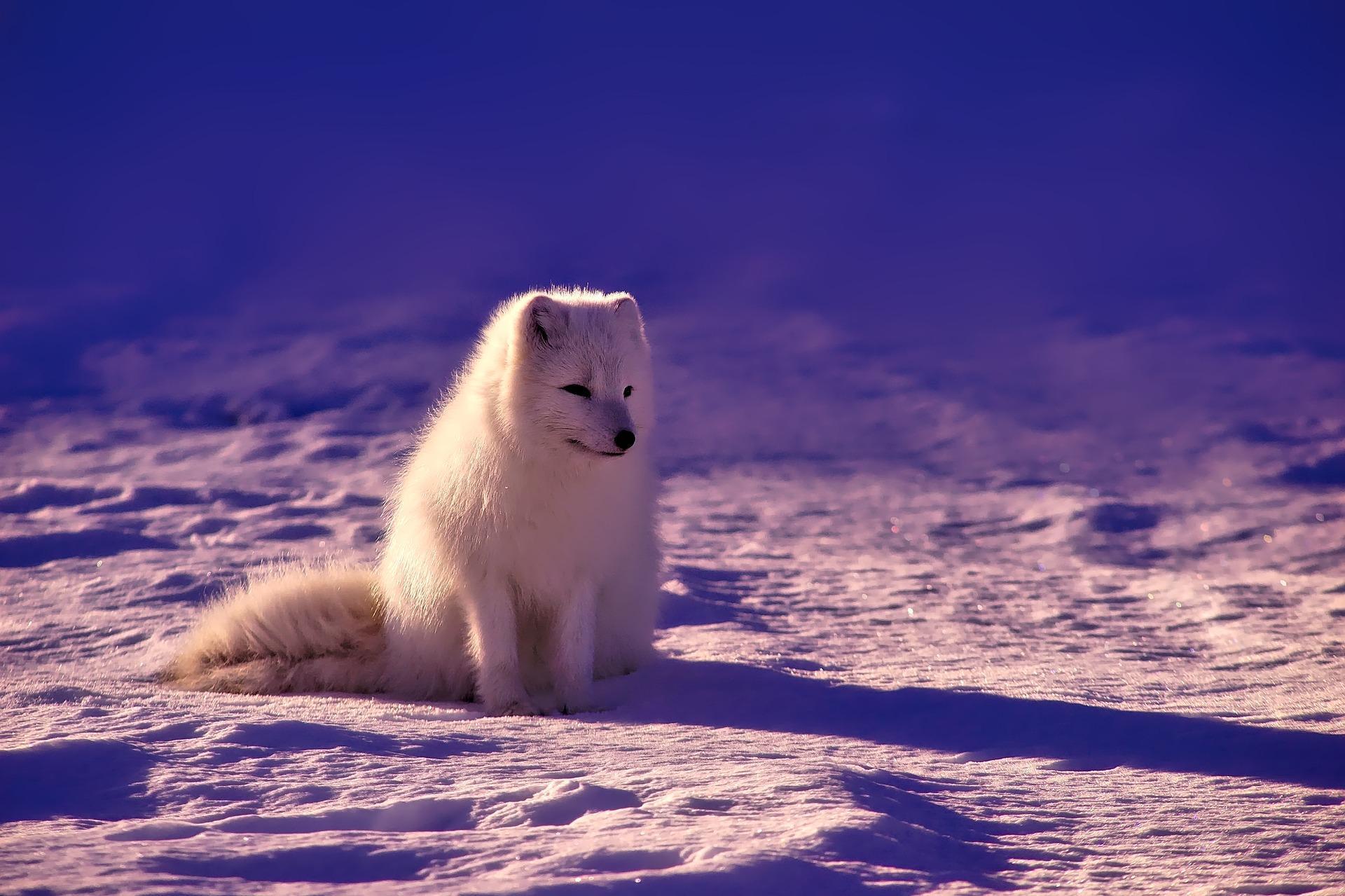 1920x1279 Arctic Fox Wallpaper HD for Android