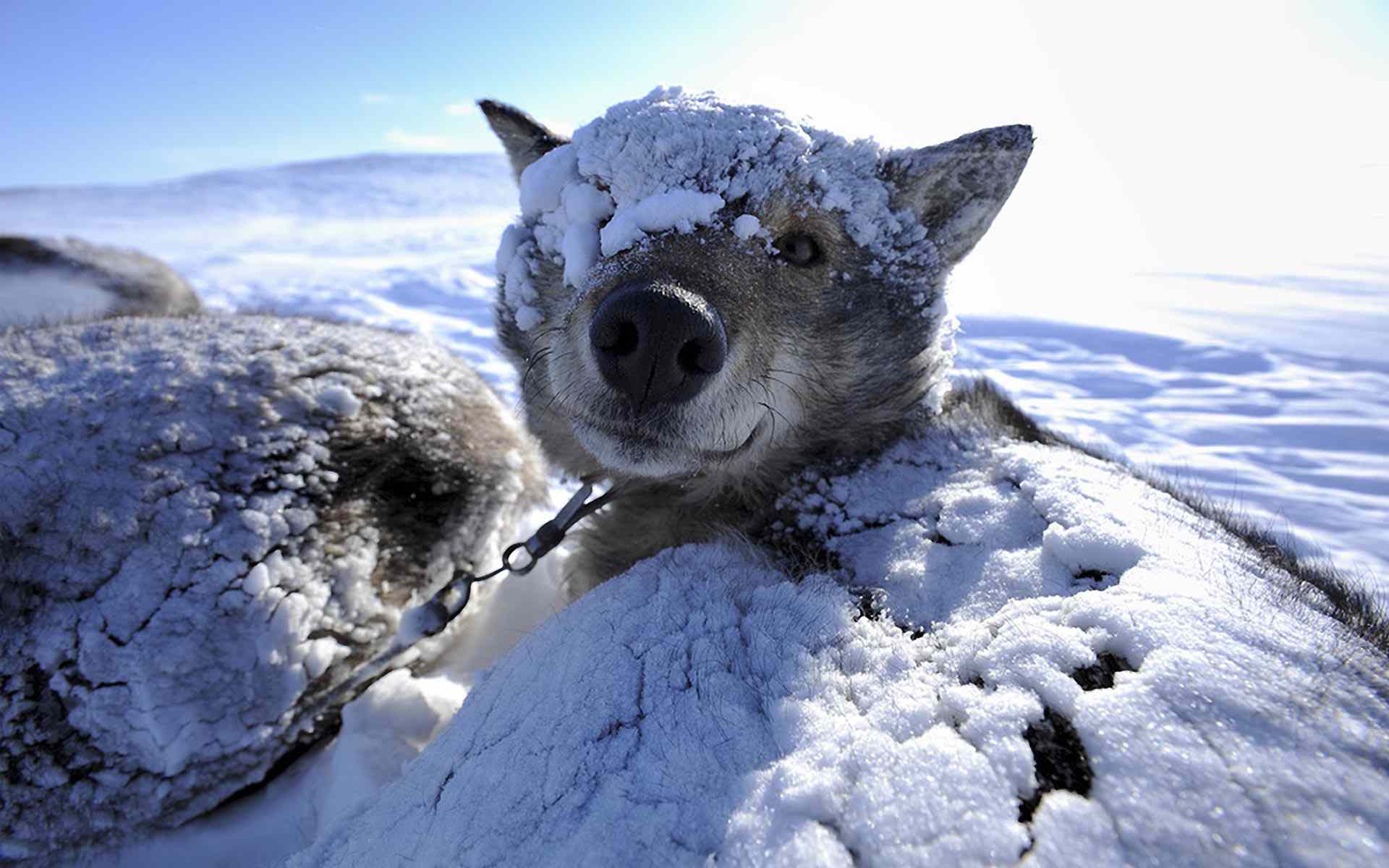 1920x1200 Sled Dog Wallpaper [1920 x 1200]