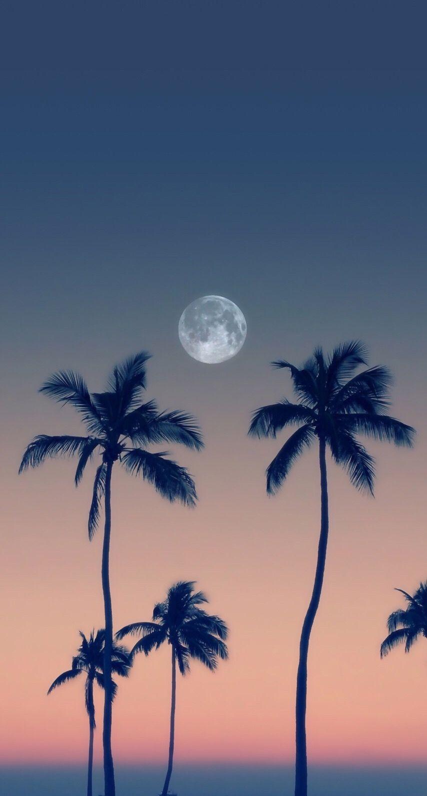 Cute Palm Tree Wallpapers - Top Free Cute Palm Tree Backgrounds