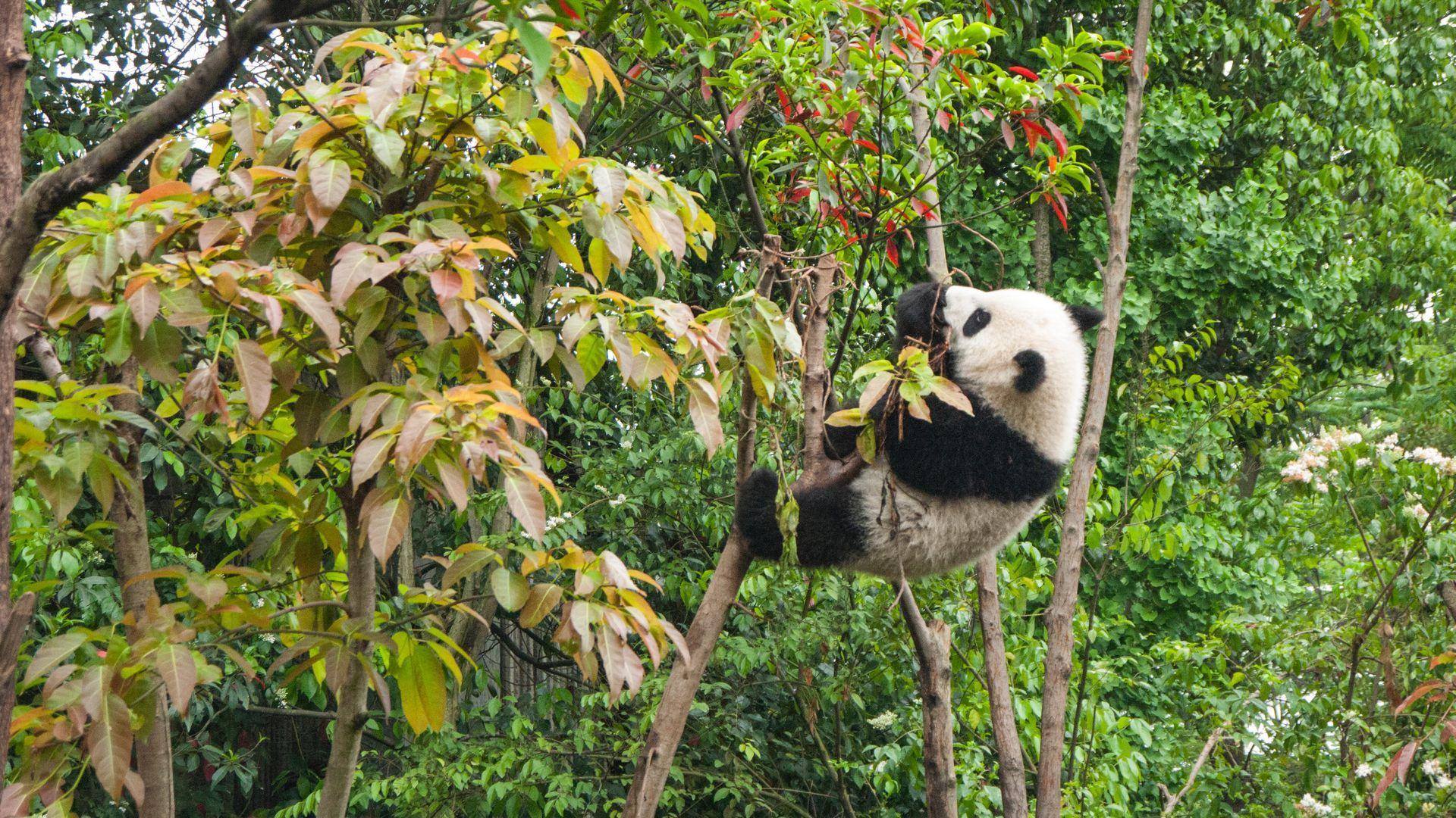 1920x1080 Climbing on Tree Cute Panda Wallpaper