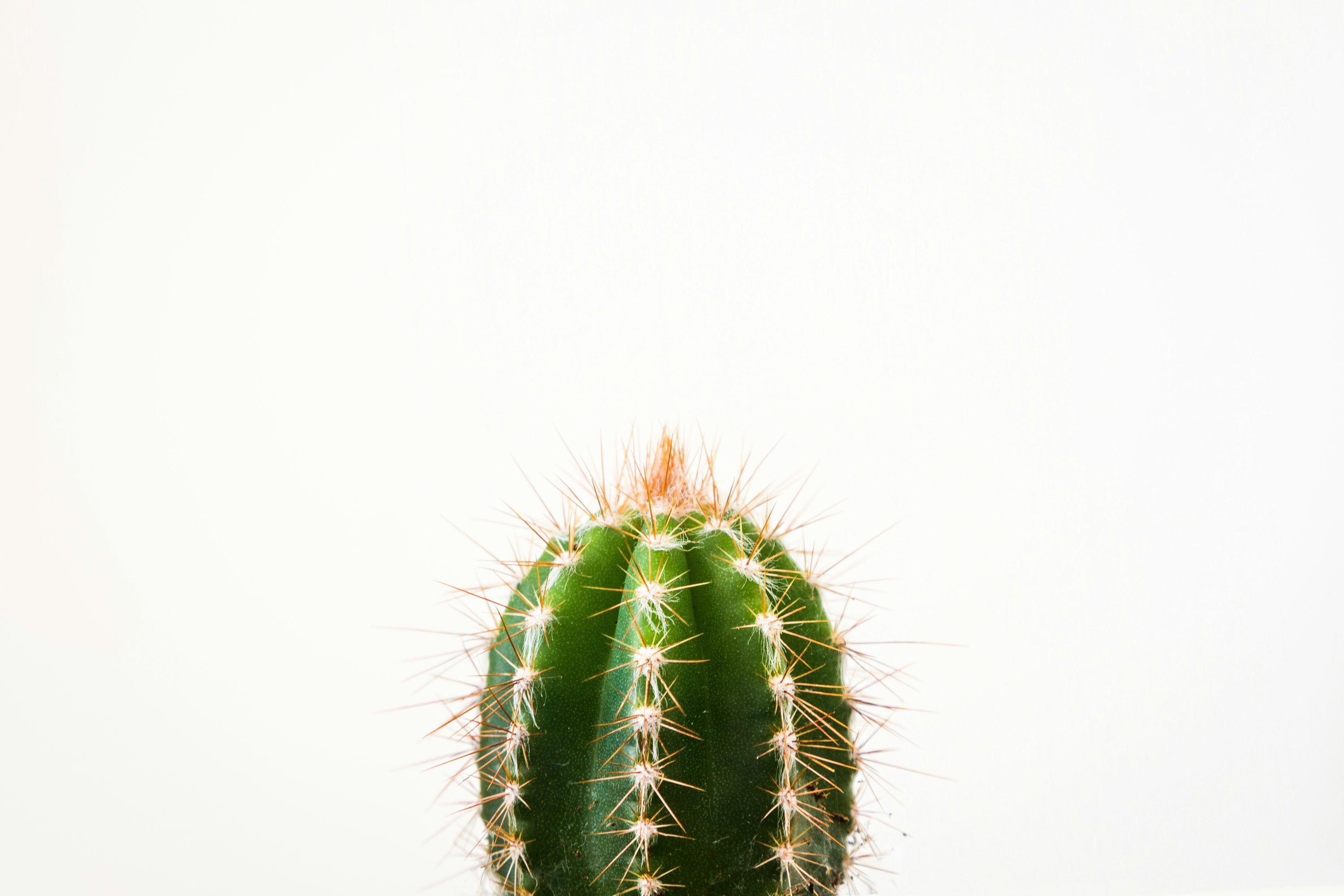 3000x2000 Cactus Wallpaper: Free HD Download
