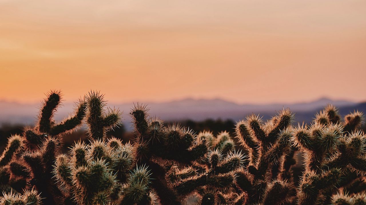 1280x720 Wallpaper cactus, desert, wilderness