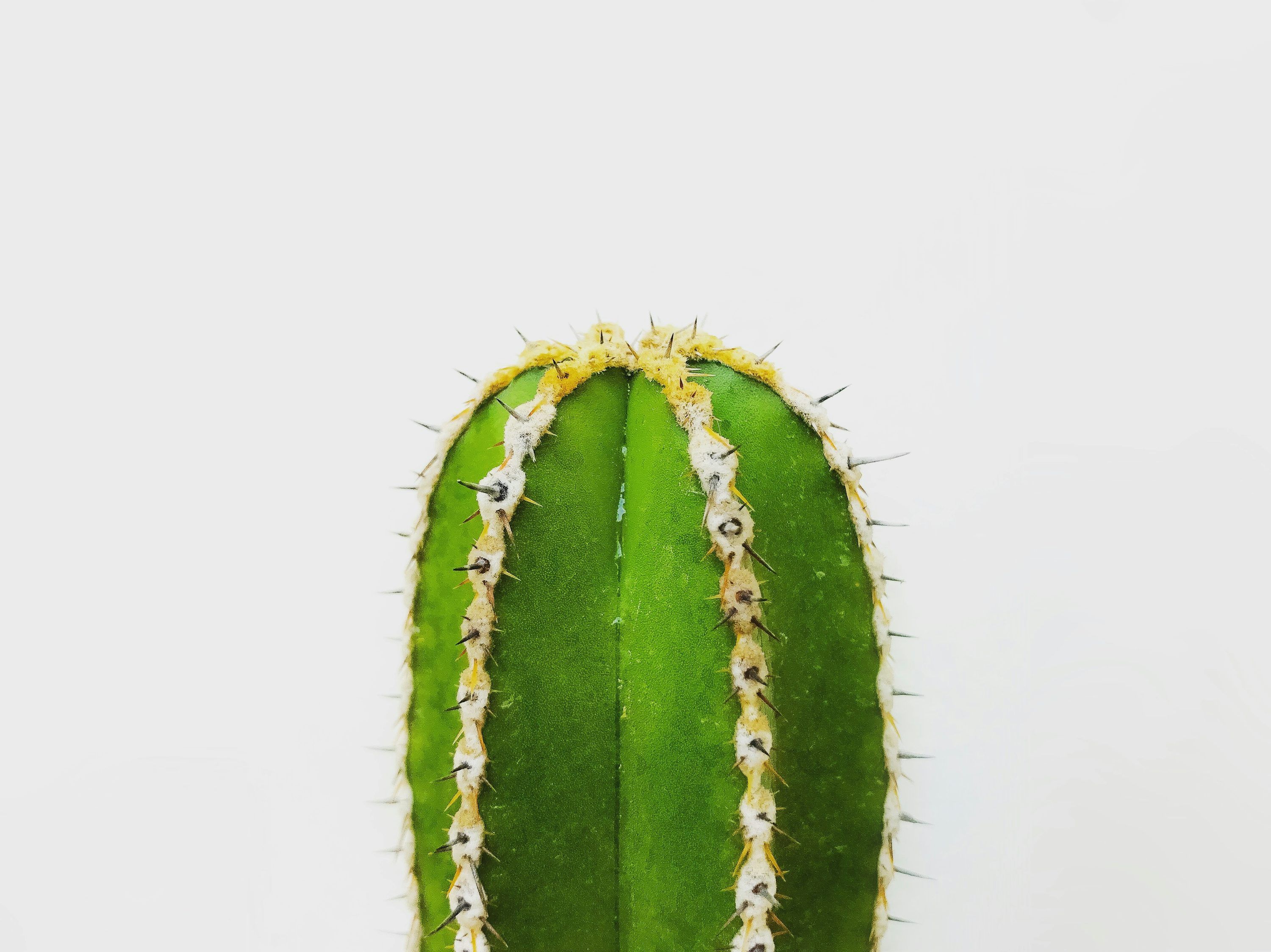 3000x2247 Cactus Wallpaper: Free HD Download