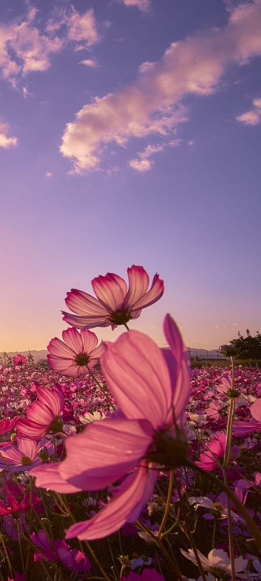 850x1889 Girl flower aesthetic HD wallpaper