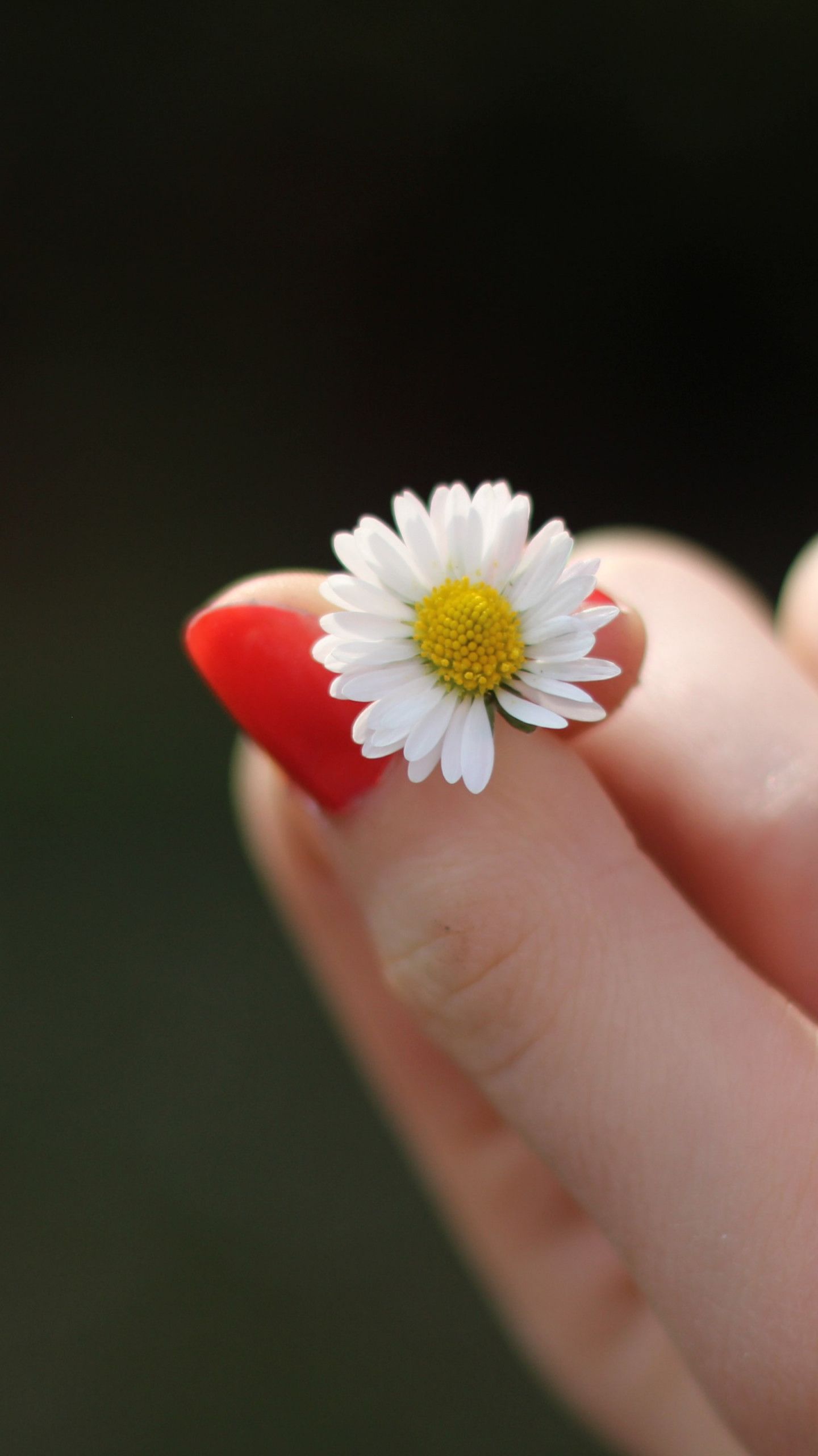 1440x2560 red nails and a daisy flower 1440x2560