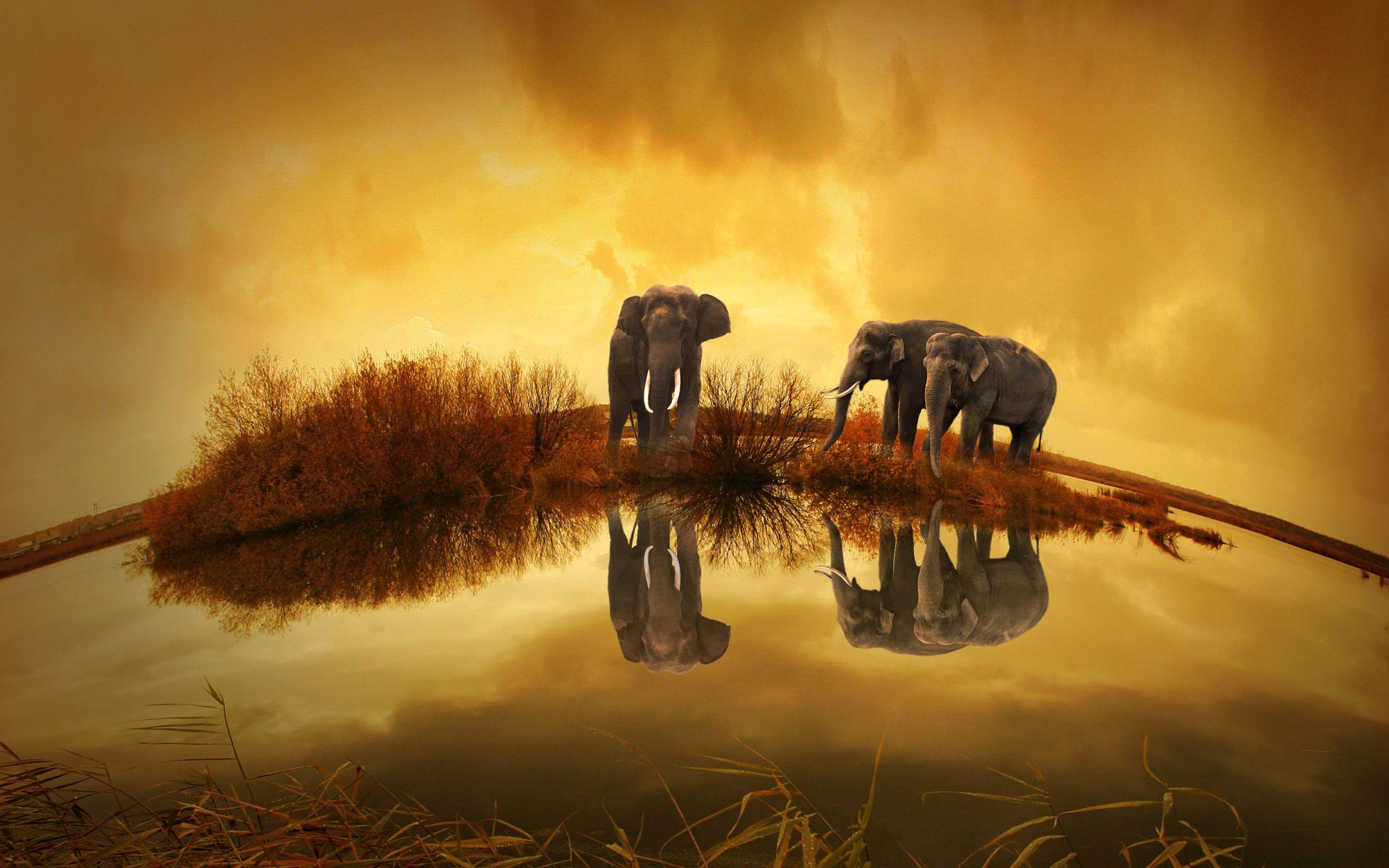 2560x1600 Thailand Elephants Wallpaper