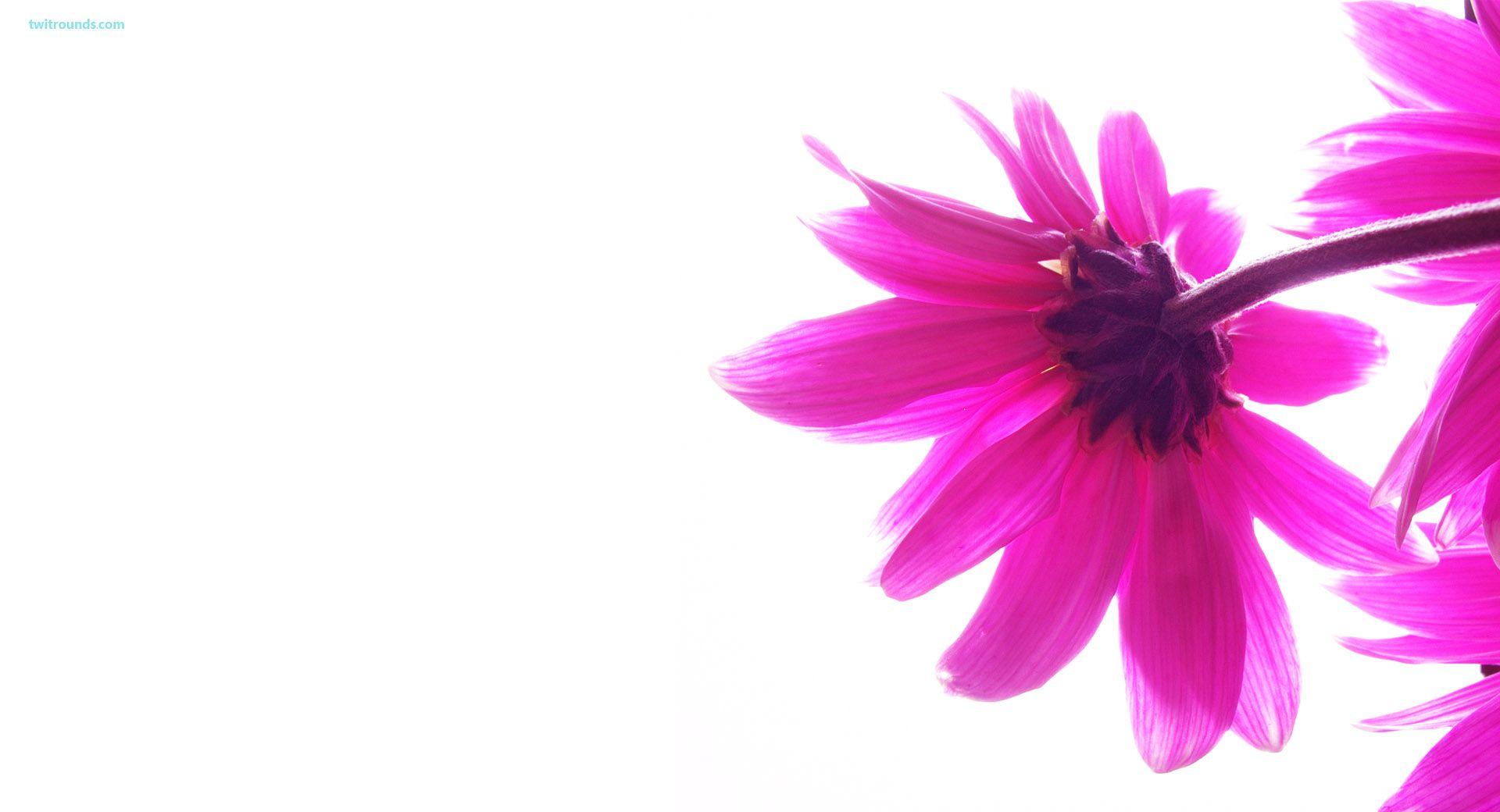 1920x1040 Cute Girly Wallpaper