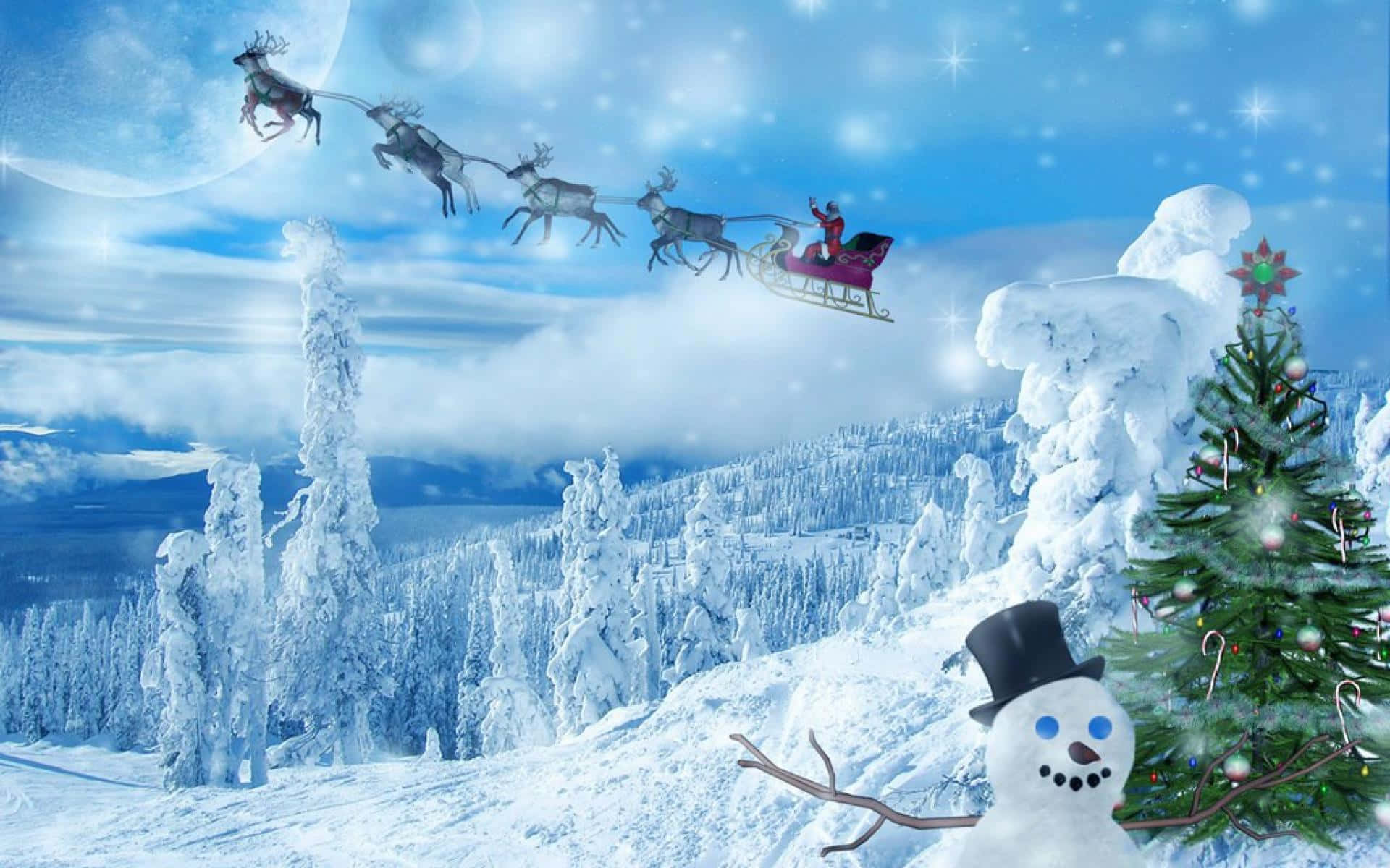 1920x1200 Download Cool Christmas Conifer Forest