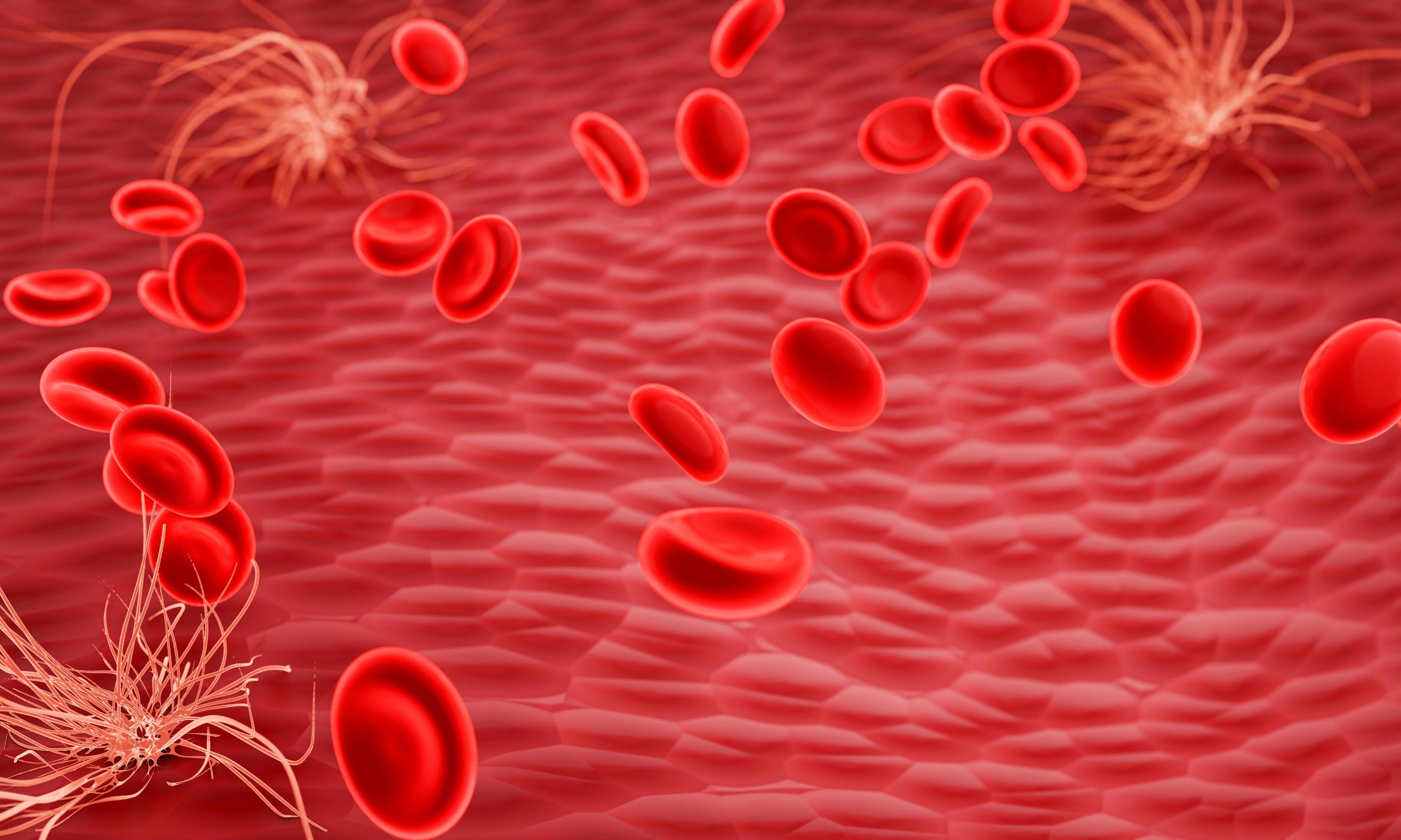3267x1960 Red blood cells moving in blood vessel