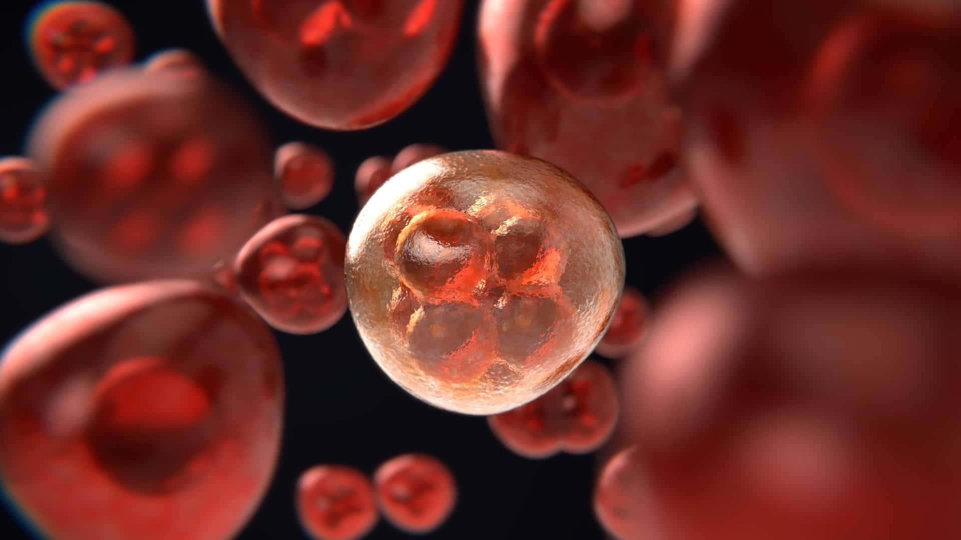 1920x1080 Blood Vessel Wallpaper