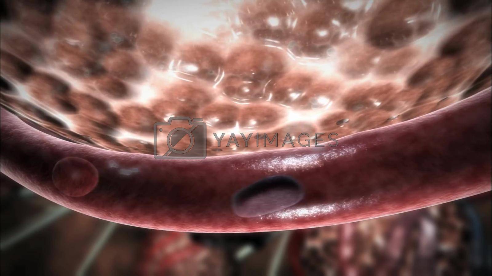 1600x900 through blood vessels capillaries