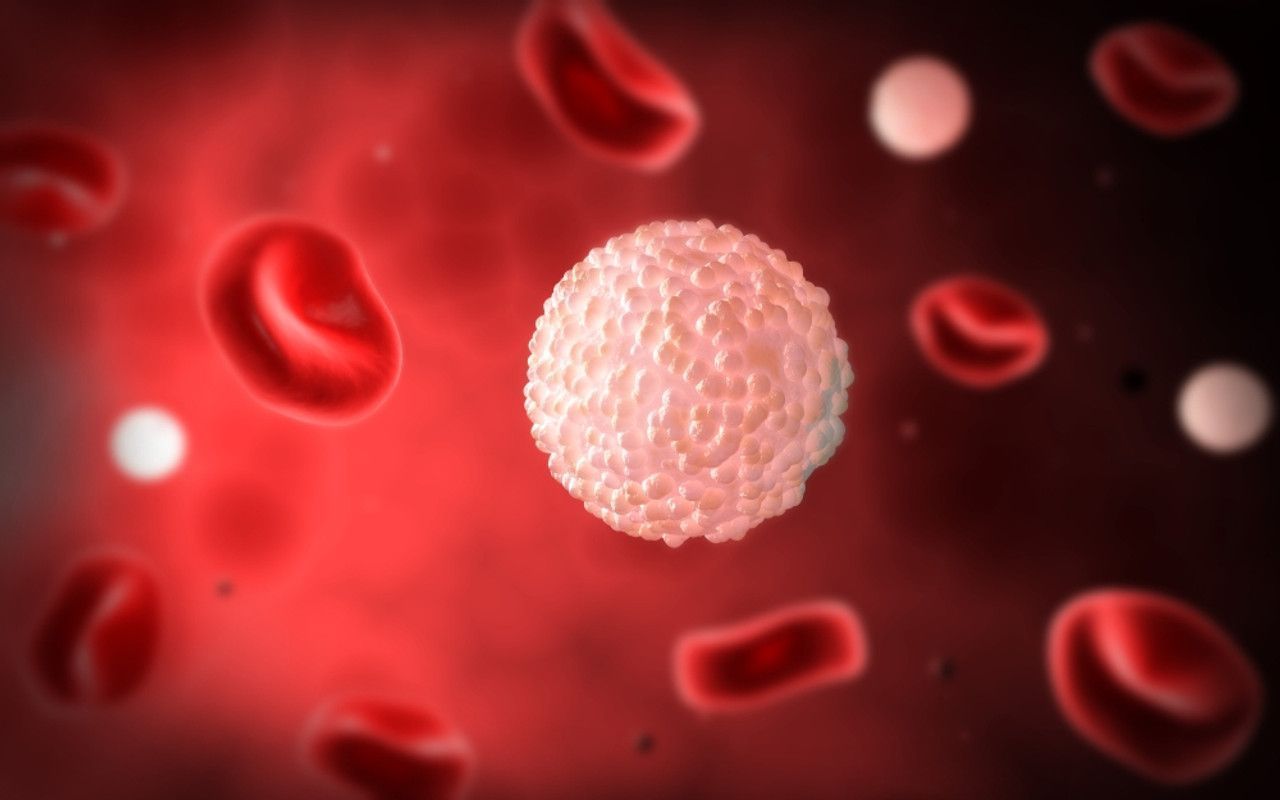 1280x800 Microscopic view of white blood cells inside blood vessel Poster Print # VARPSTSTK700025H