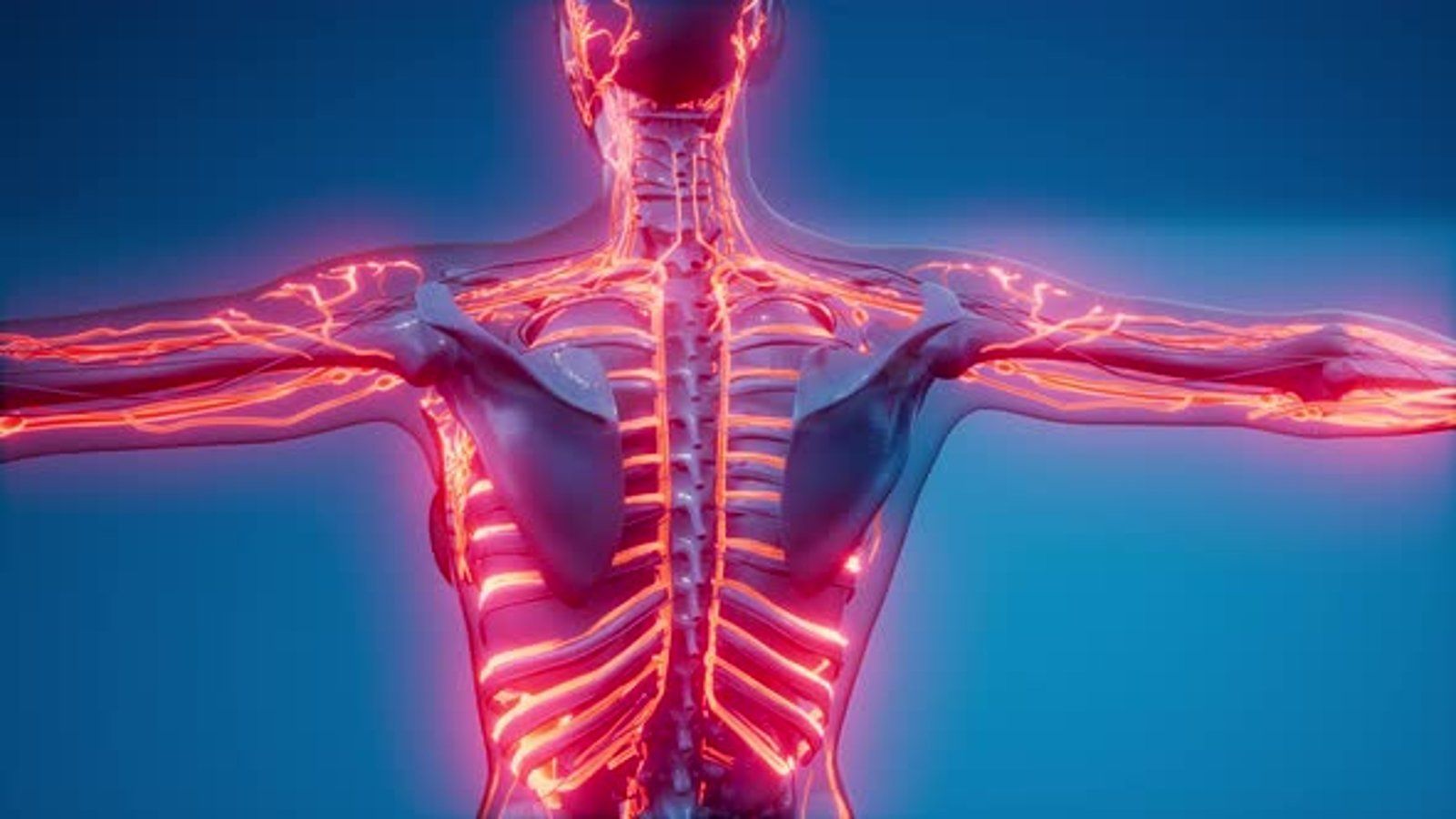 1600x900 Blood Vessels of Human Body