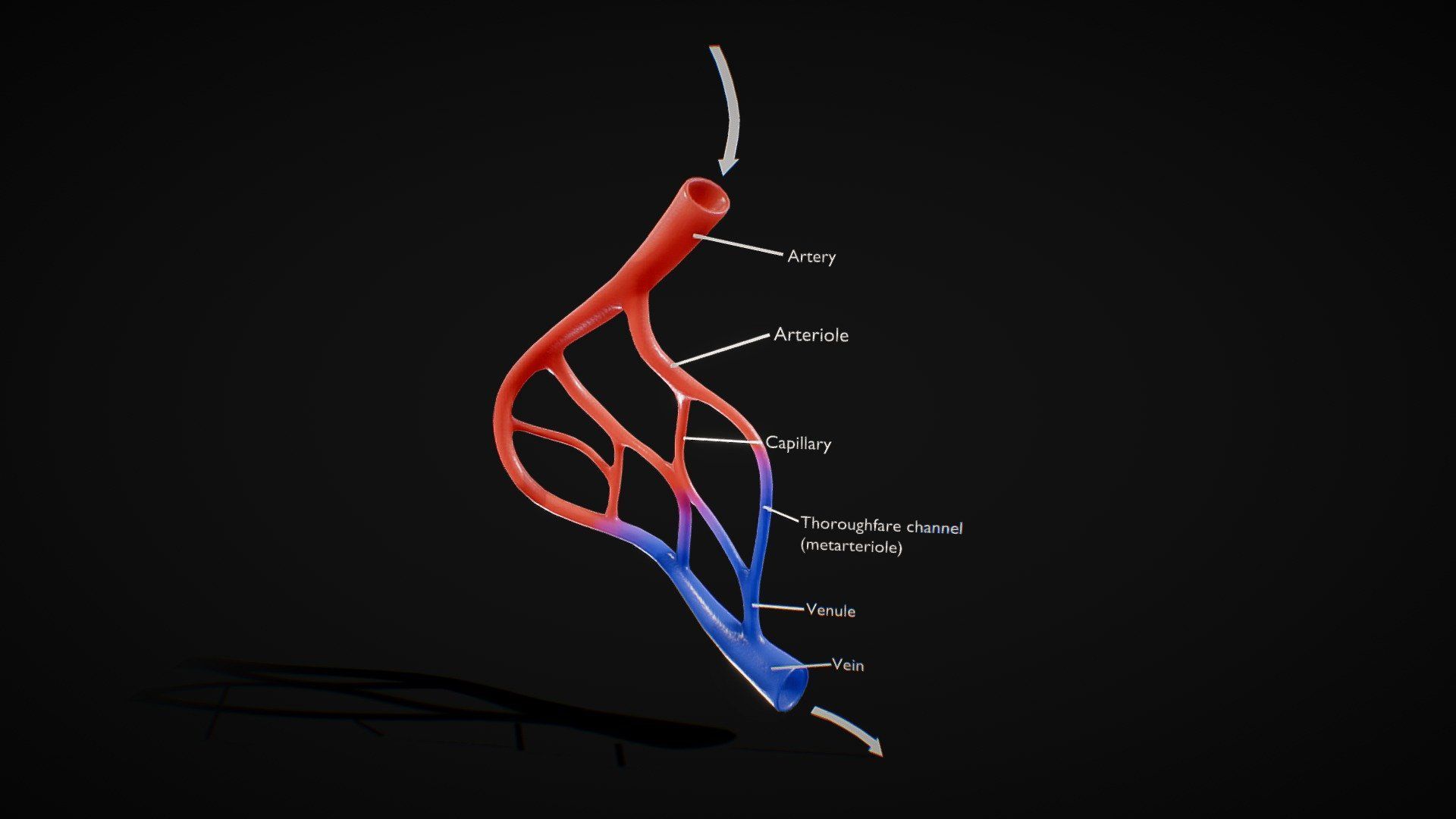 1920x1080 Blood Vessel Anatomy Royalty Free
