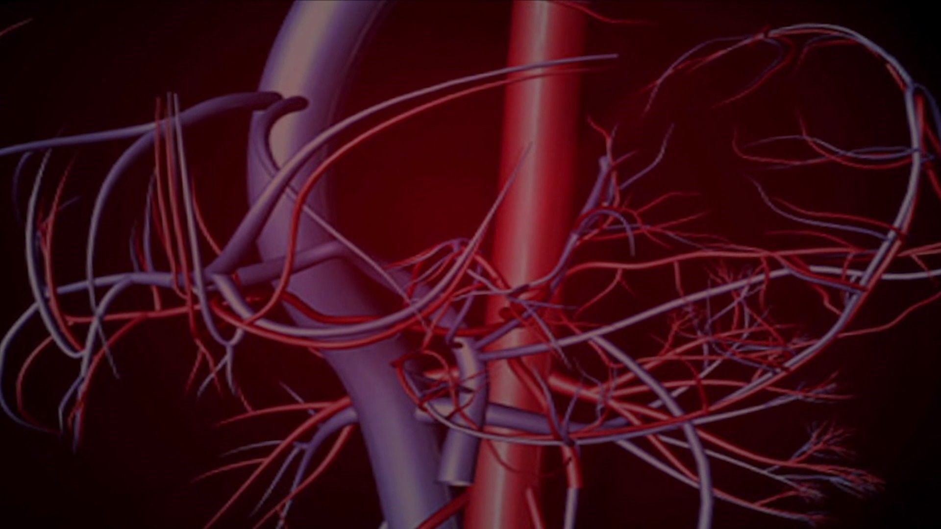 1920x1080 YOUR HEALTH New Blood Vessels