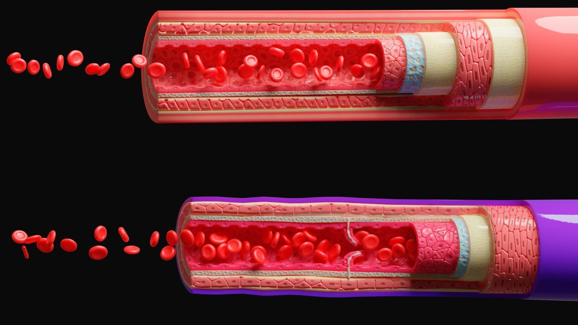 1920x1080 3D Blood Vessels Anatomy 4k