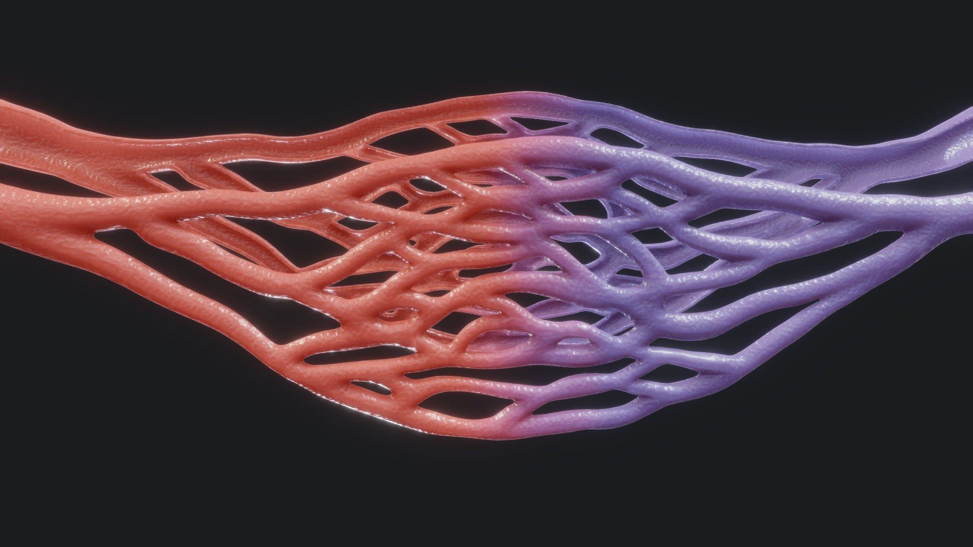 1920x1080 Blood Vessels Cross Section