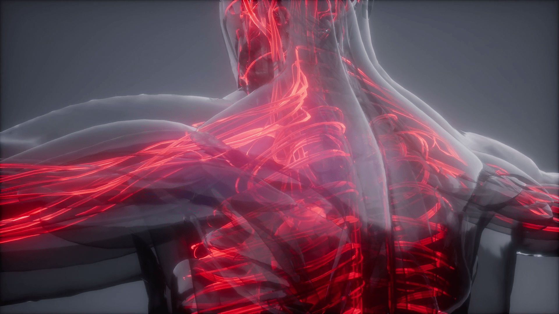 1920x1080 Blood Vessel Stock Footage: Royalty