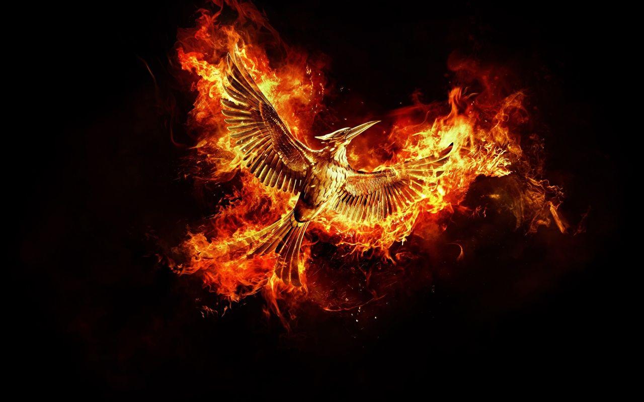 Phoenix bird in the flames  Abstract dark wallpaper