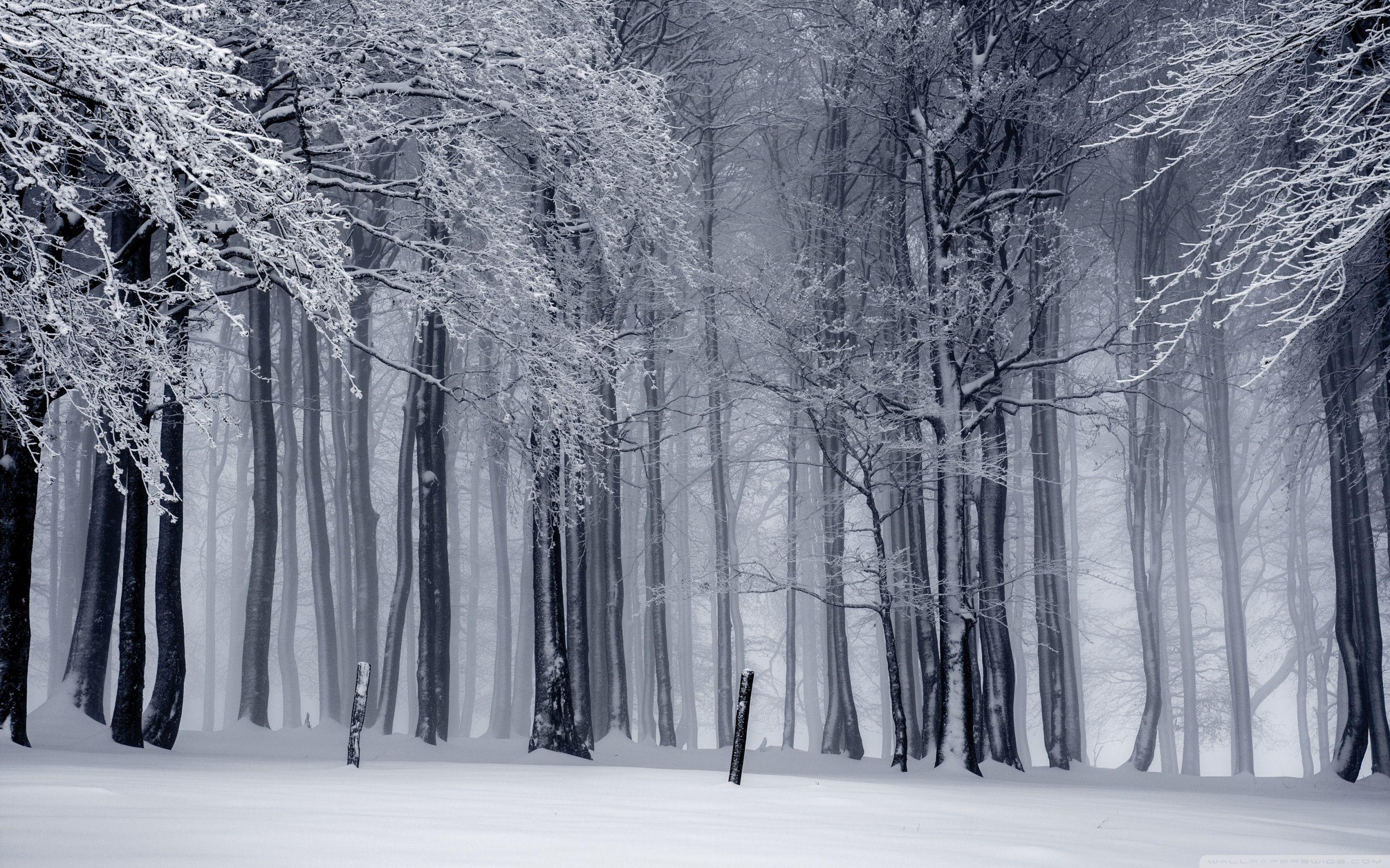 wallpaper winter forest