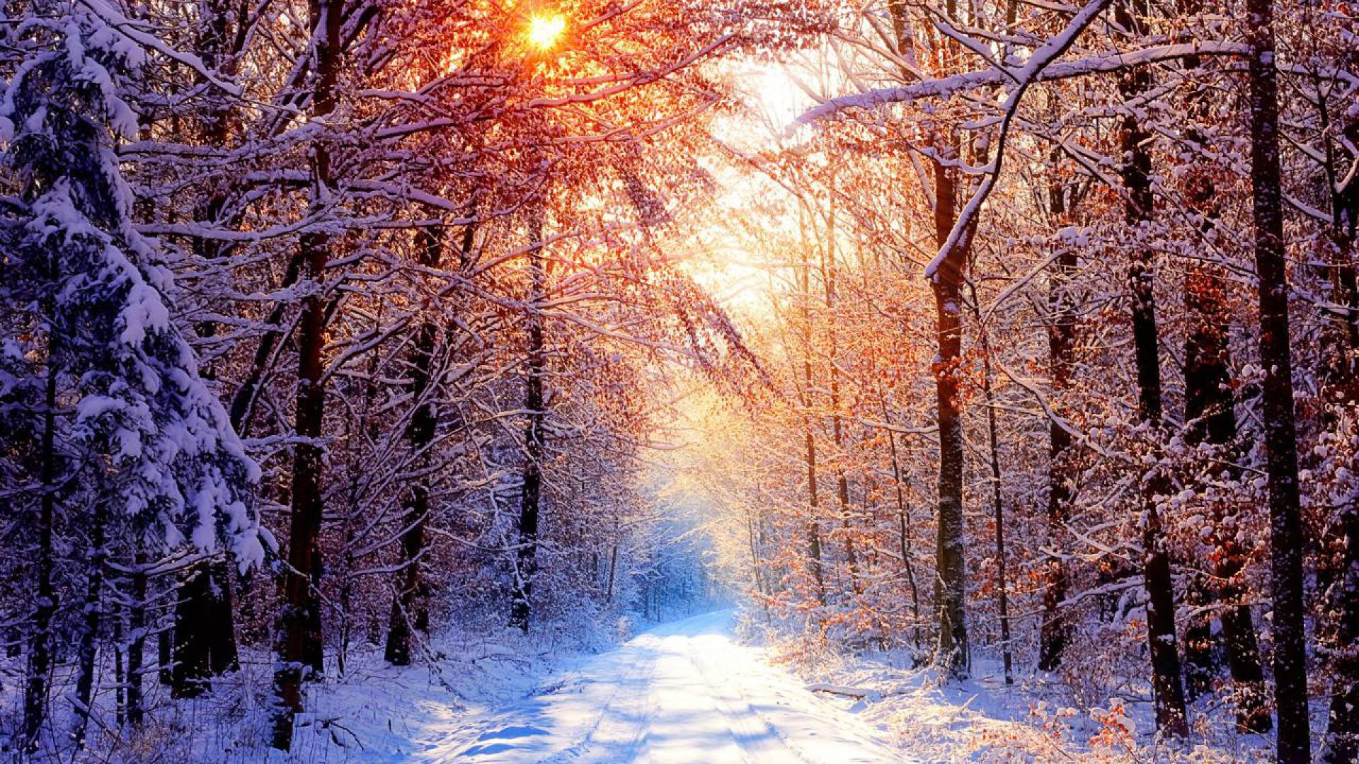 Deciduous Forest Winter Wallpaper