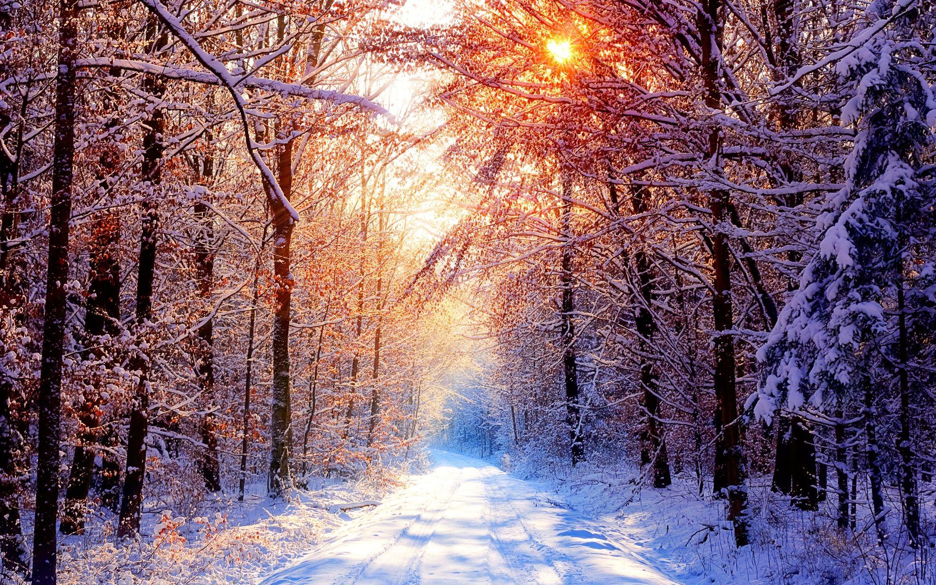 Featured image of post Winter Forest Wallpaper Laptop