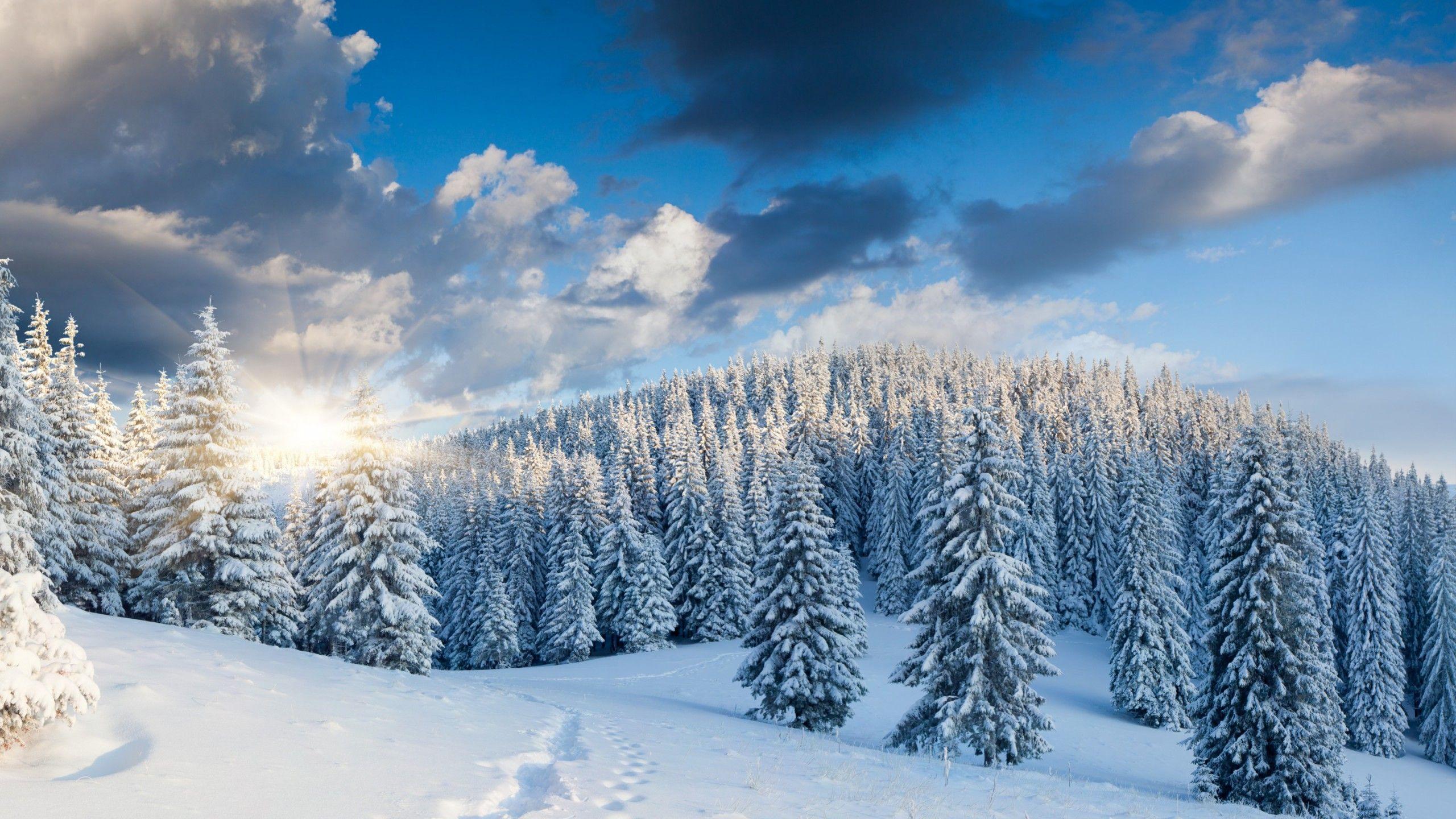 Winter Forest Wallpapers - Top Free Winter Forest Backgrounds