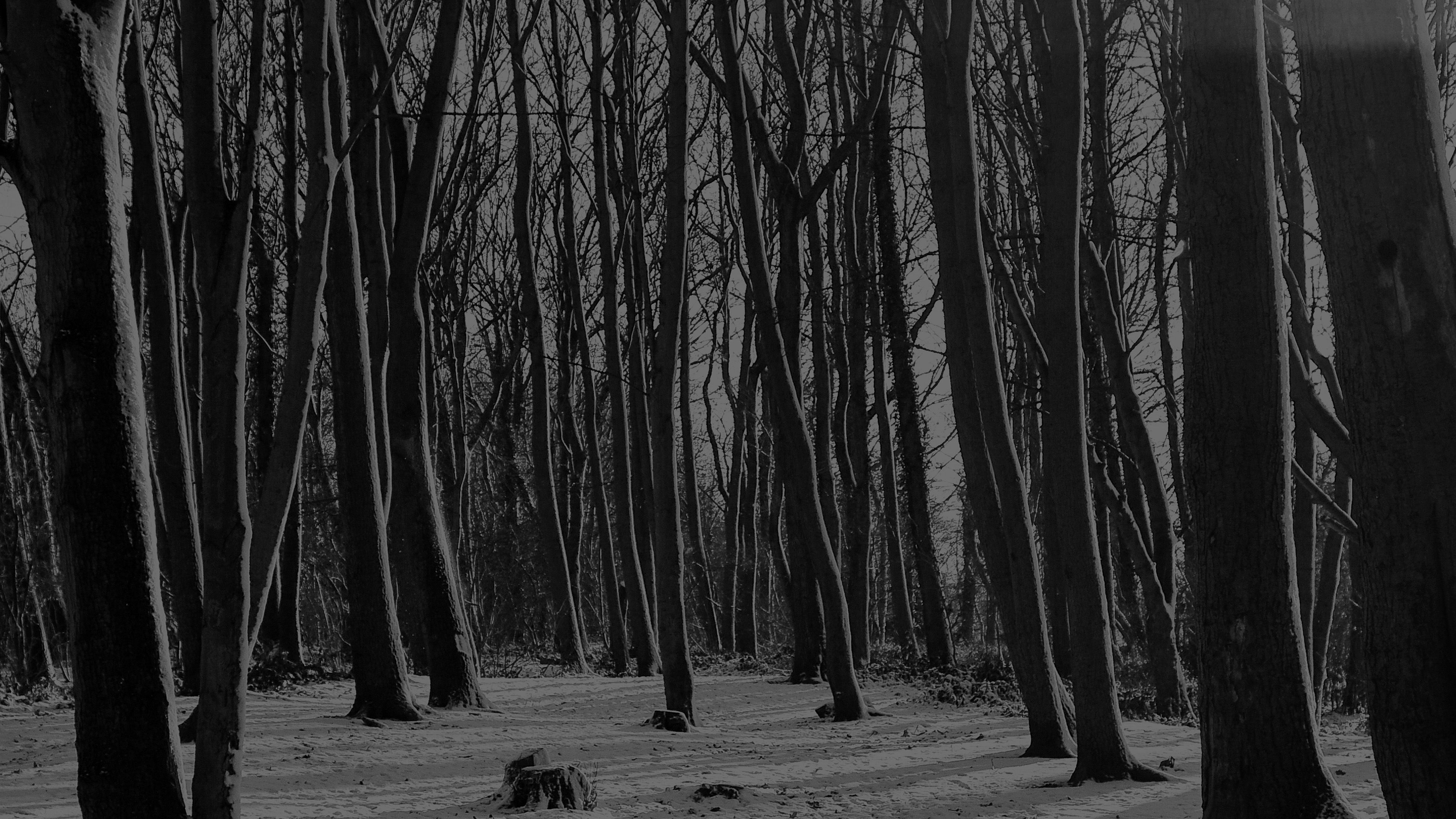 Cold Forest Wallpapers - Top Free Cold Forest Backgrounds - WallpaperAccess