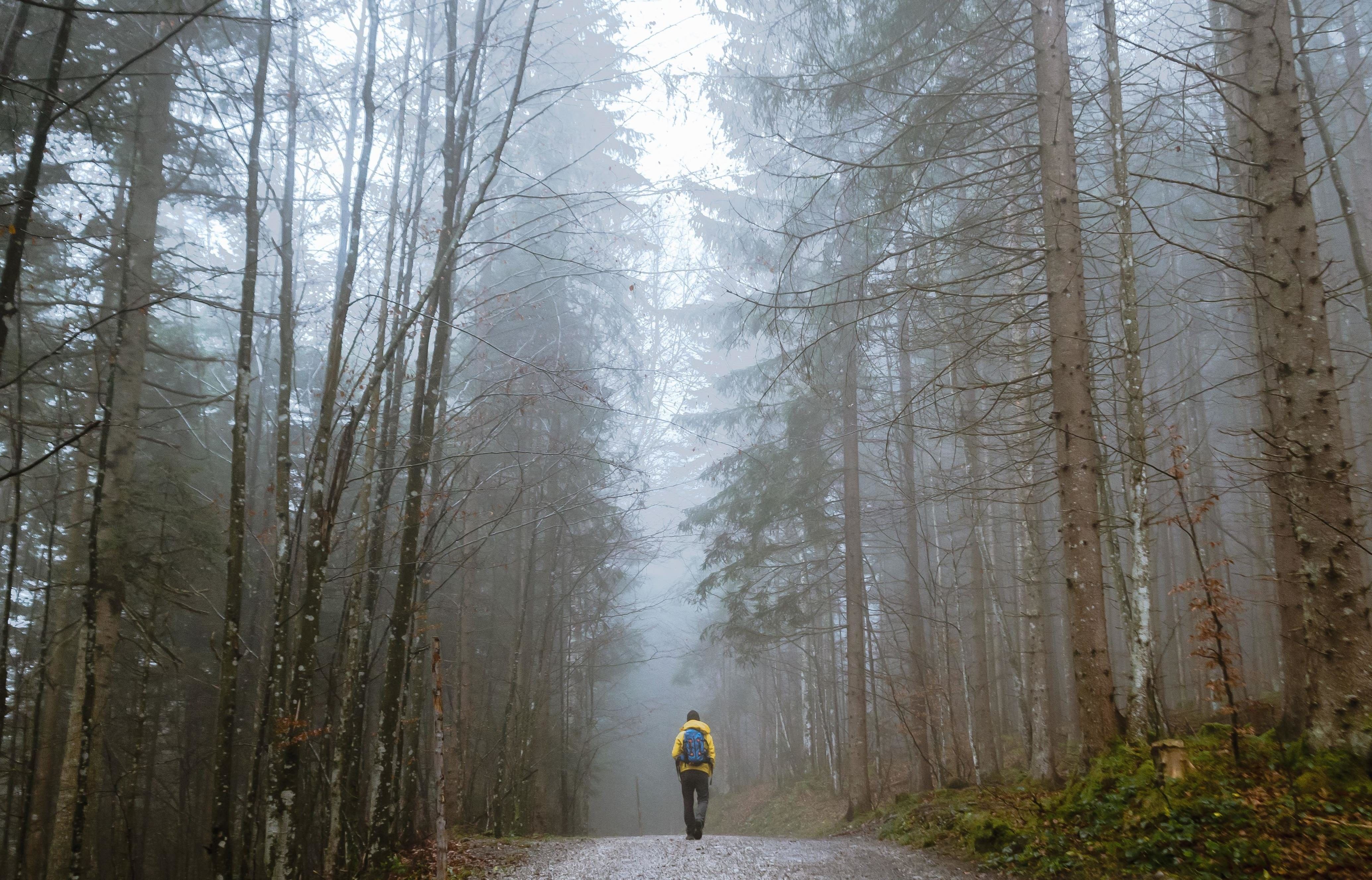 4138x2654 Free picture: weather, forest, road, cold, woods, morning, nature, park, path