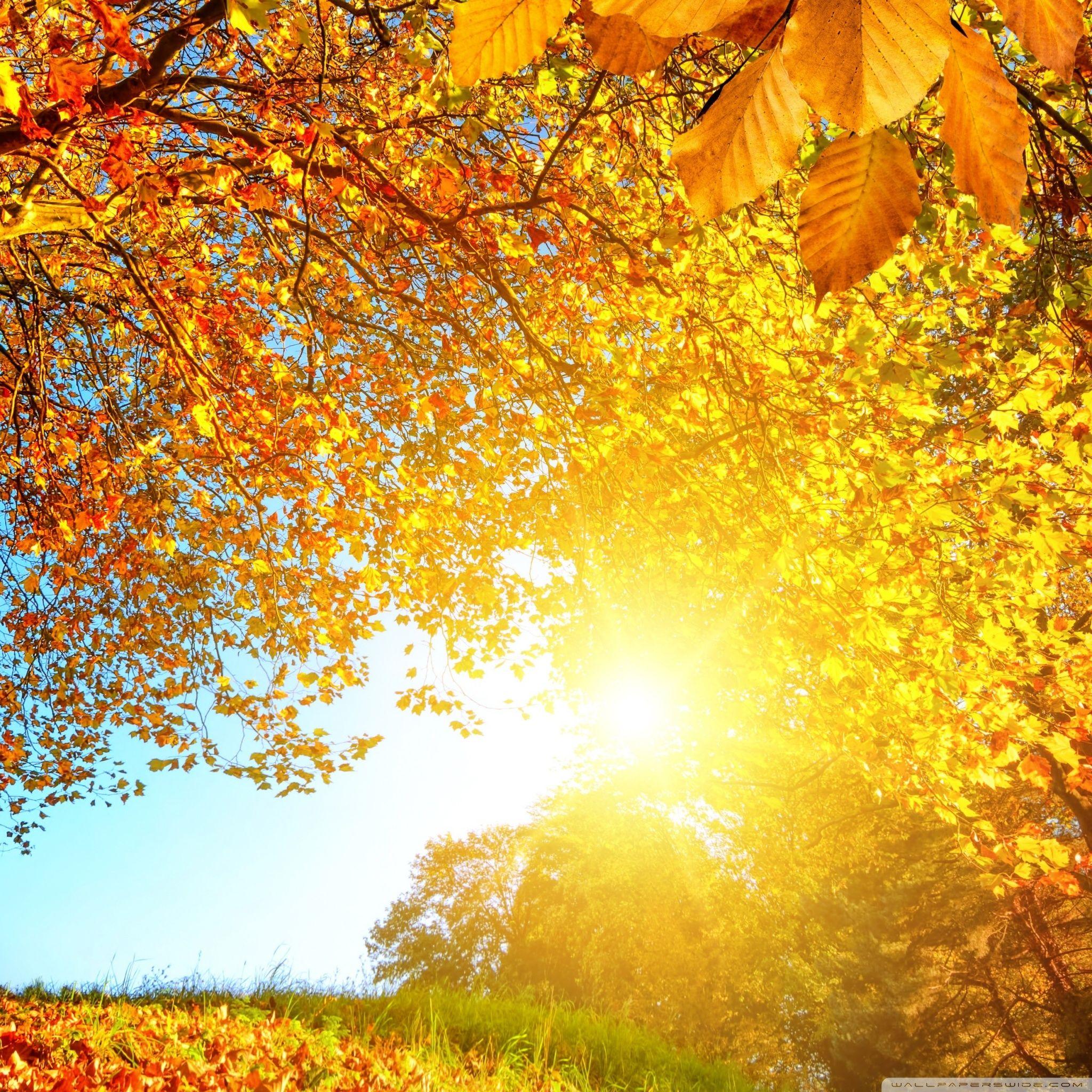 2048x2048 Beautiful Autumn Landscape ❤ 4K HD Desktop Wallpaper for 4K