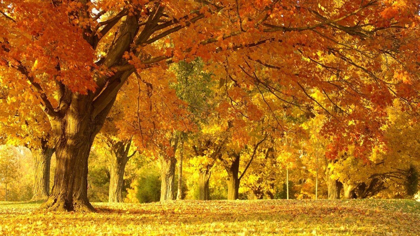 1366x768 Best Sugar Maple Tree HD Autumn Landscape Wallpaper