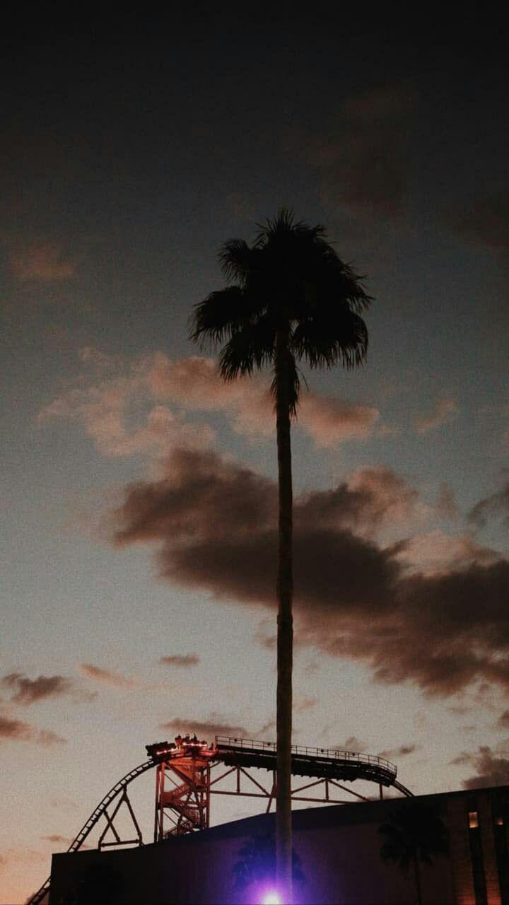 720x1280 palm #fun #happy #travel #photography #wallpaper #night