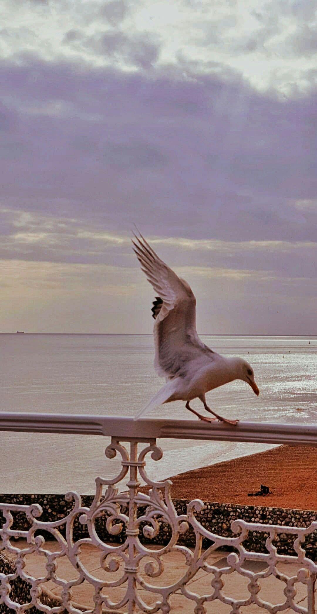 1080x2094 animal #bird #cute #wallpaper #travel #photography. things