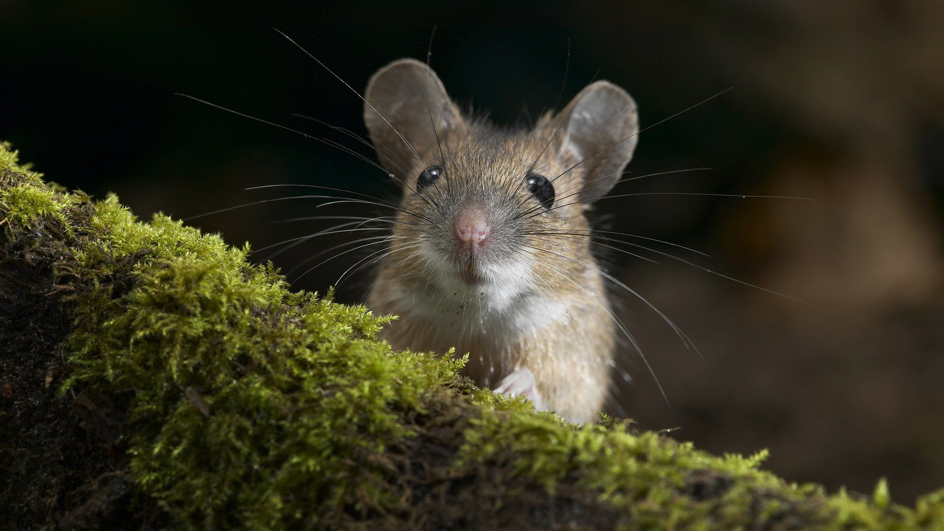 1920x1080 Download Animal Mouse HD Wallpaper