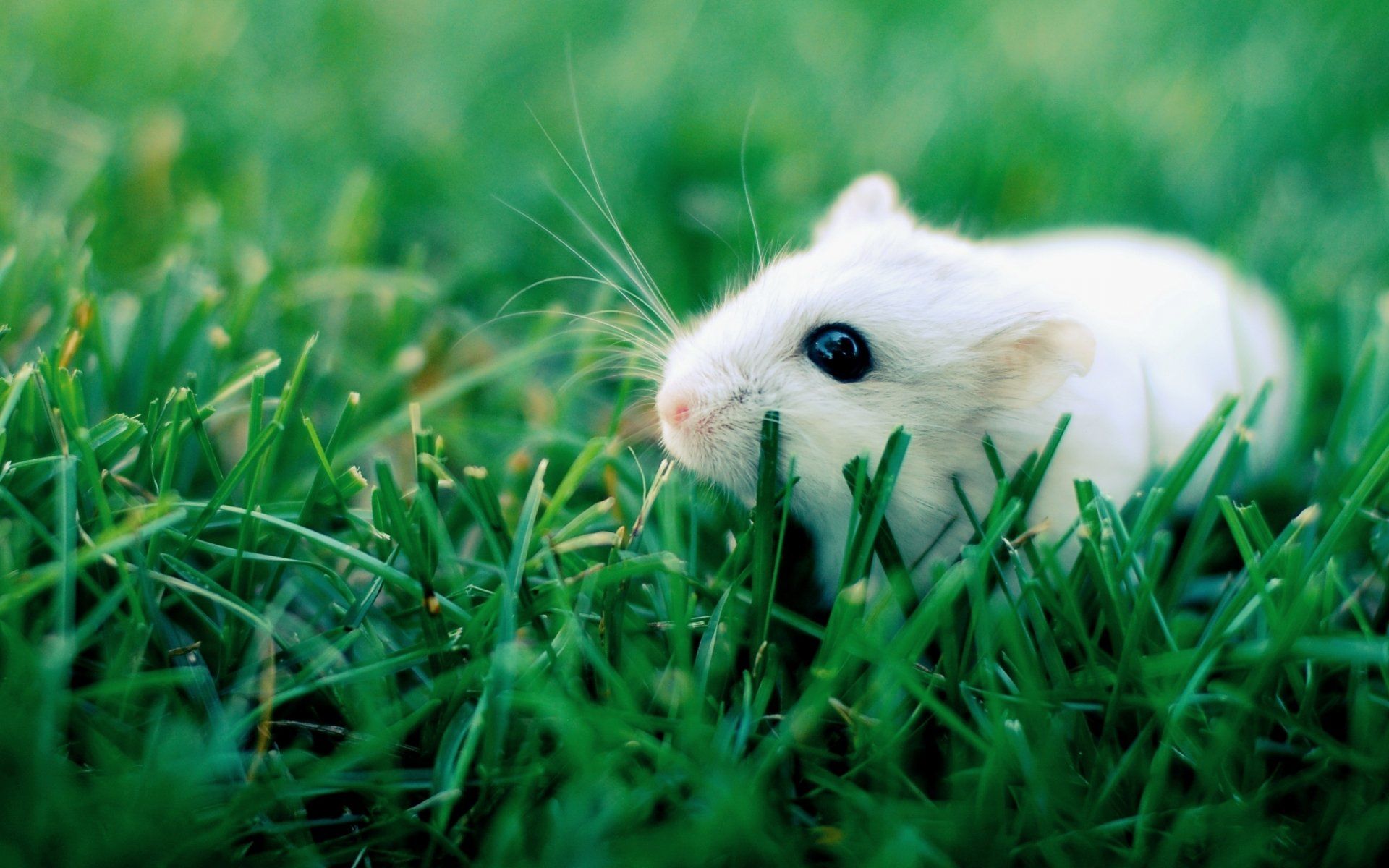 1920x1200 Download Mouse Animal Rodent HD Wallpaper