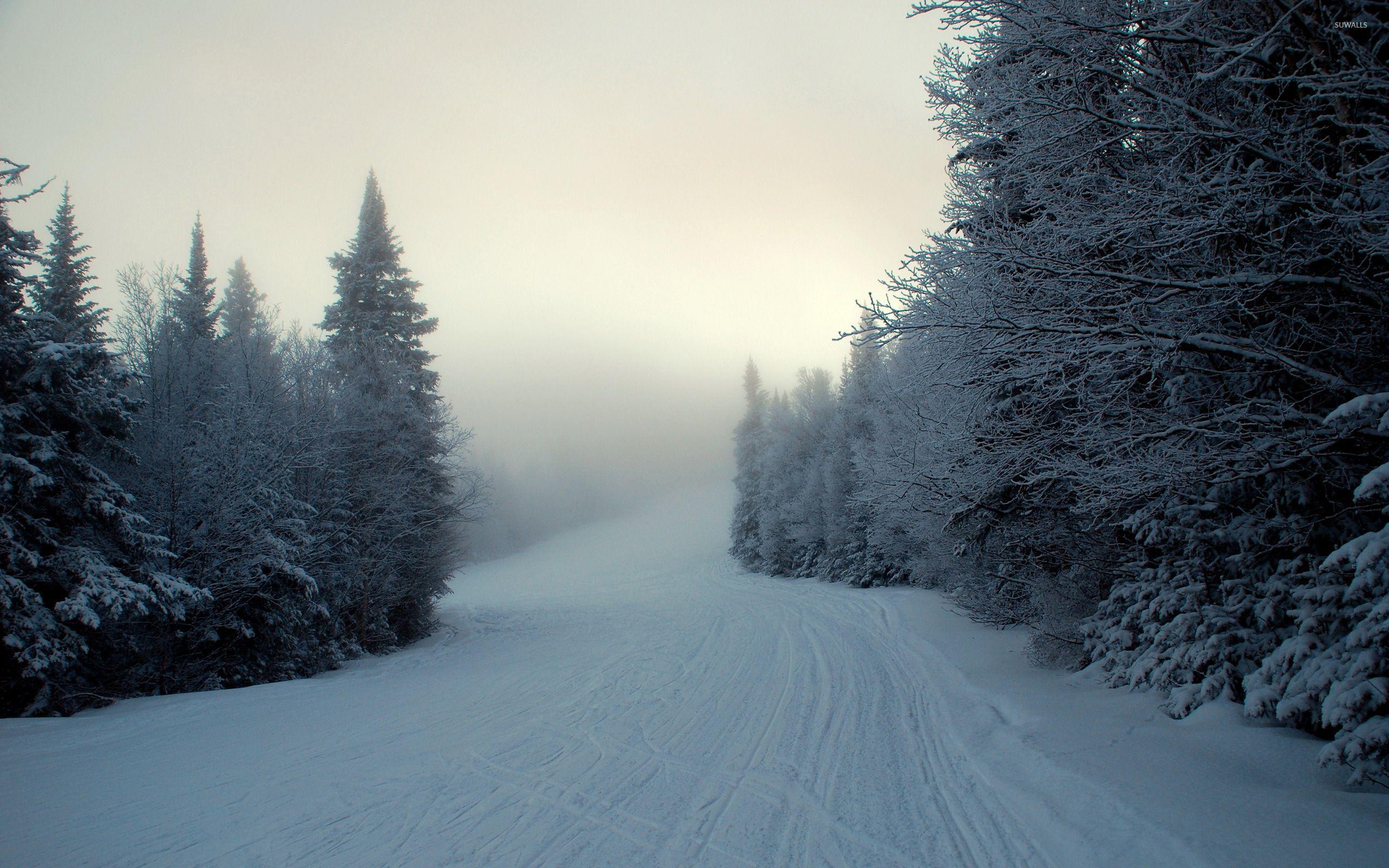 Winter Forest Wallpapers Top Free Winter Forest Backgrounds