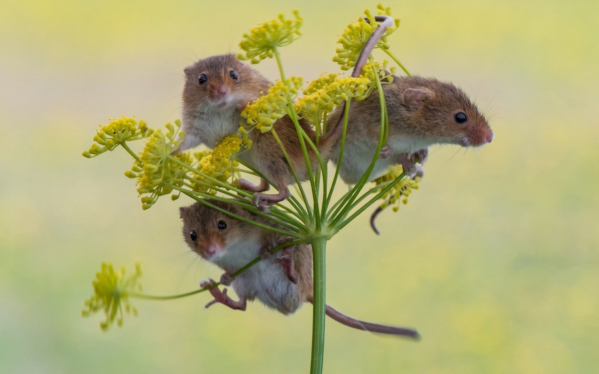 1920x1200 Harvest Mouse Animal Mouse HD Wallpaper