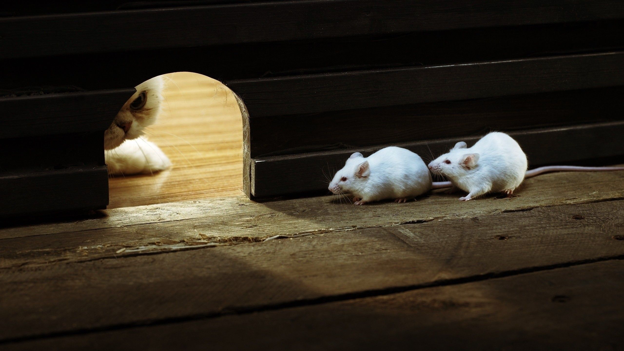 2560x1440 Download Mice Animal Mouse HD Wallpaper