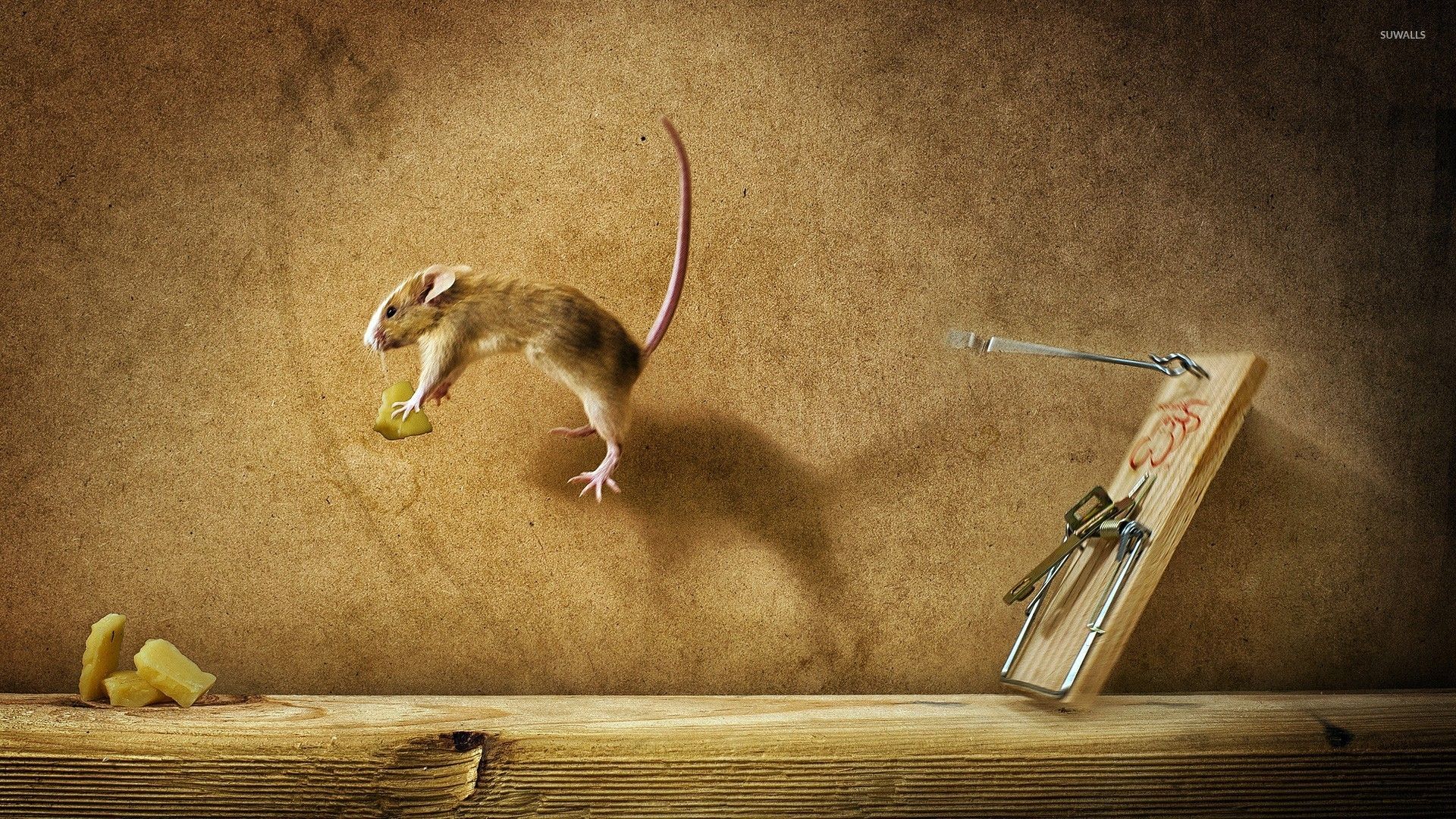 1920x1080 cheese wallpaper wallpaper
