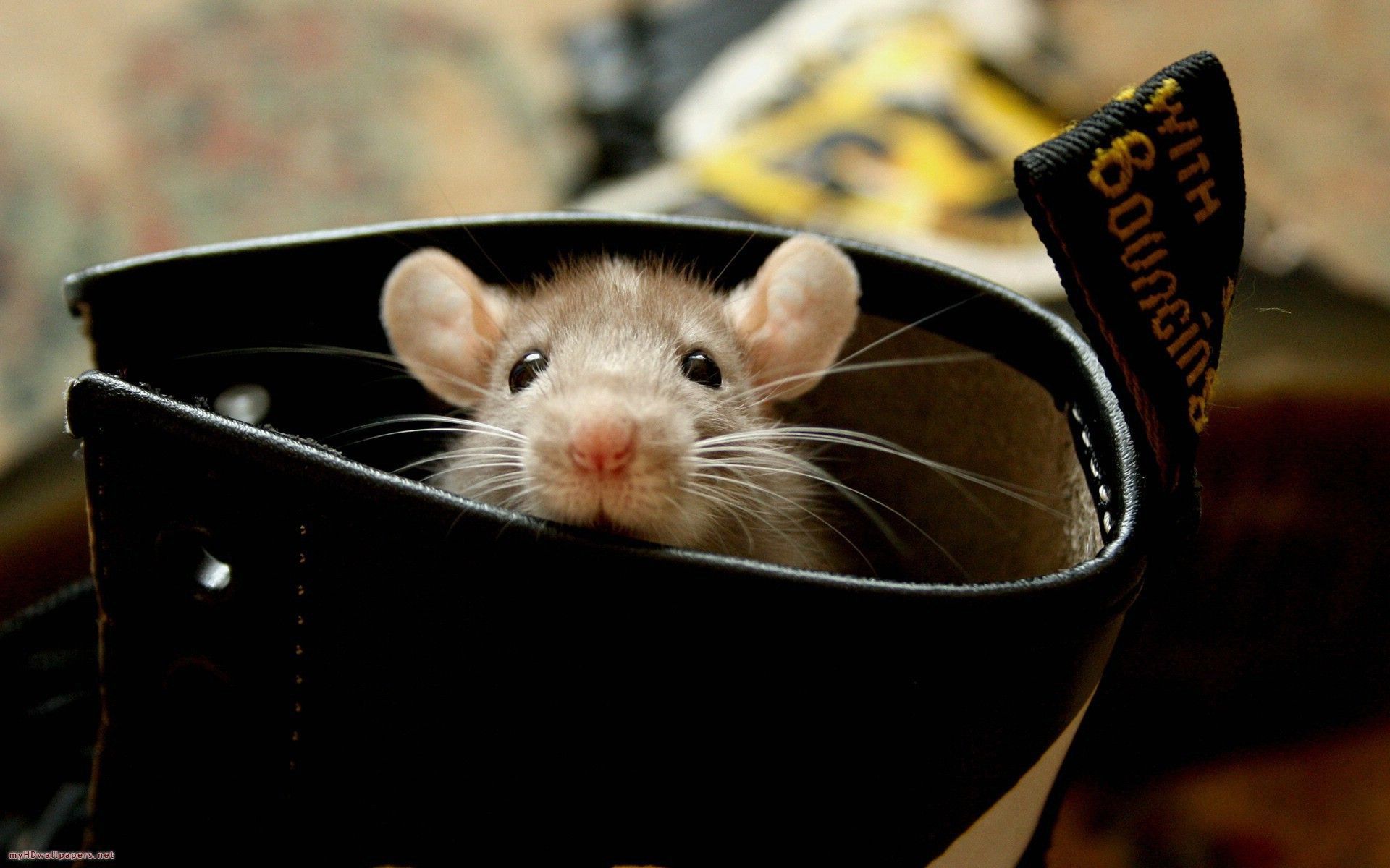 1920x1200 Download Animal Mouse HD Wallpaper