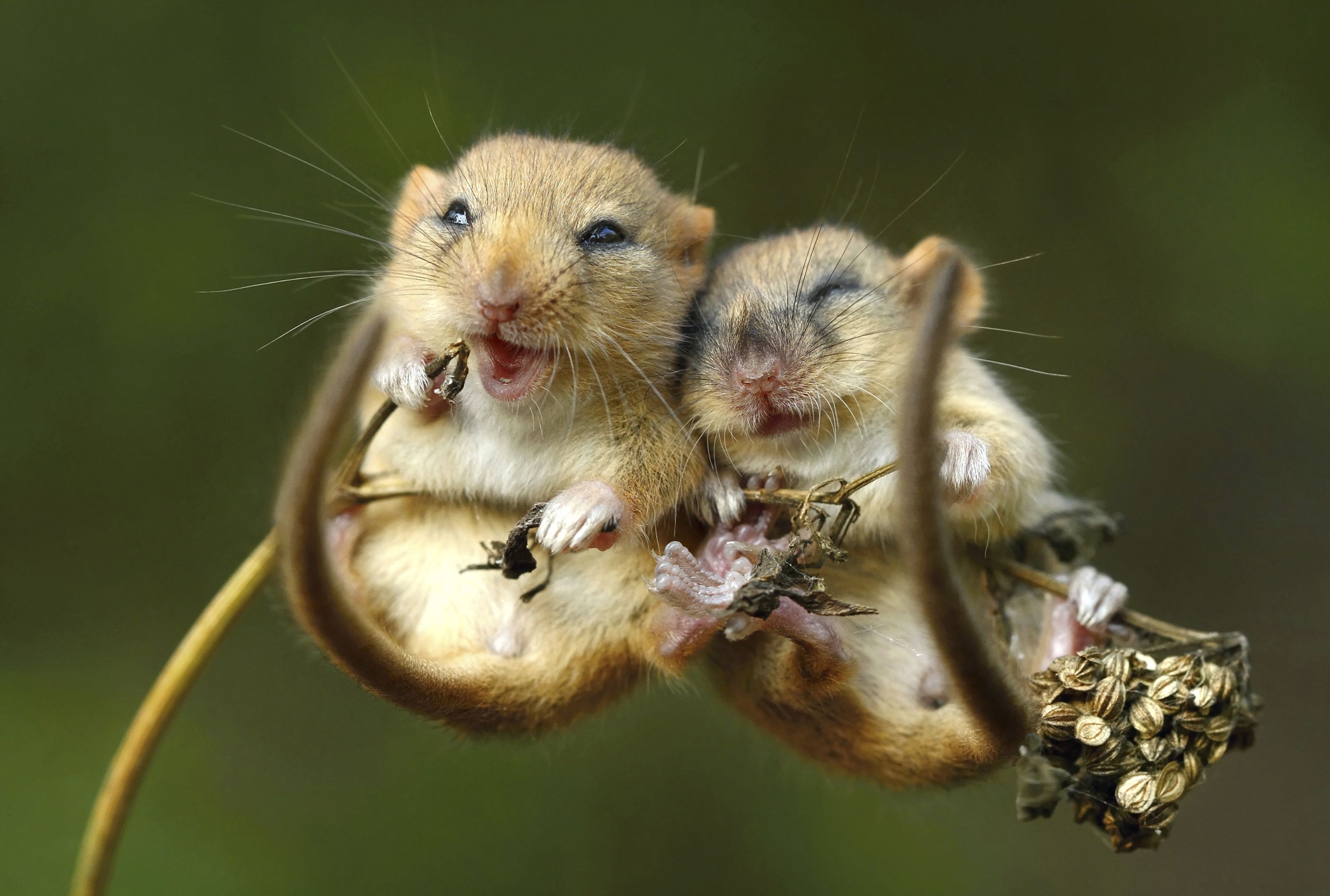 3000x2022 Love, Animal, Mouse, Rodent, Cute