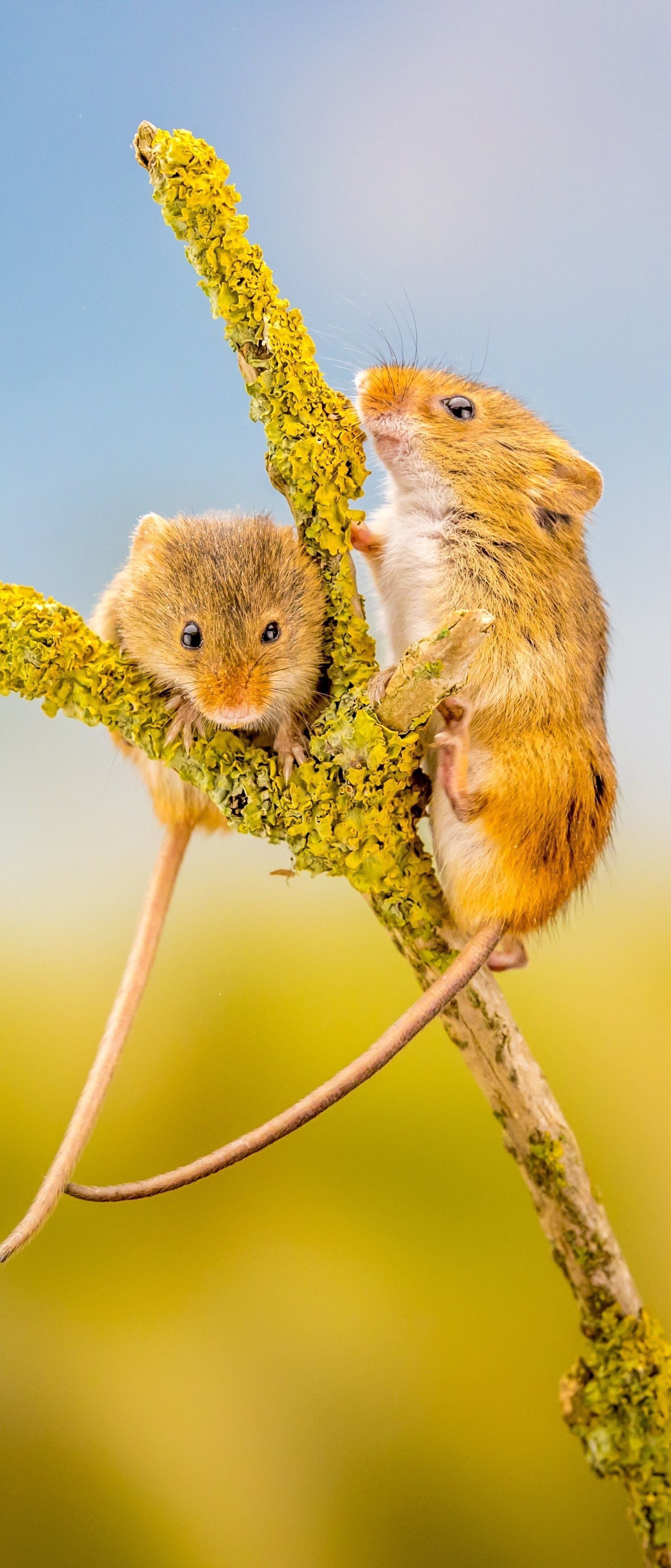1644x3840 Mouse Wallpaper