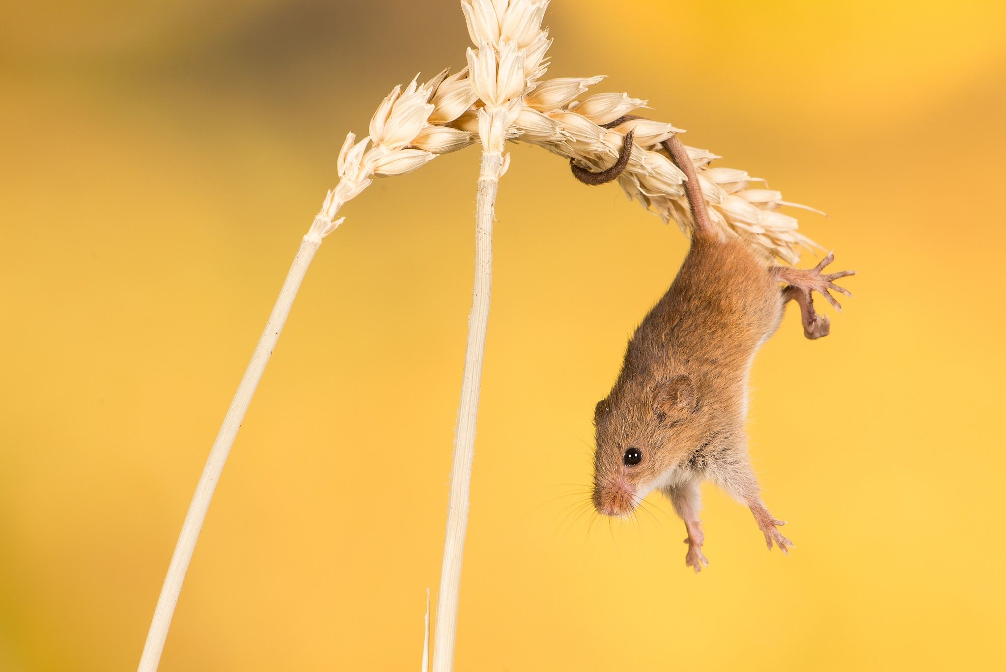 2048x1368 Rodent Animal Mouse HD Wallpaper