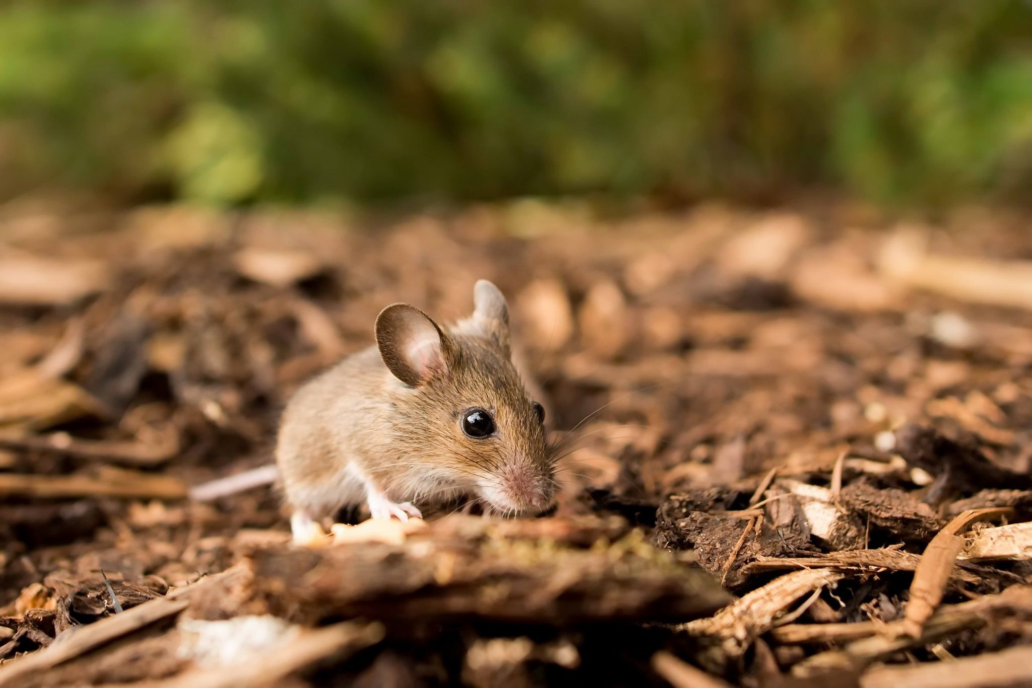 2048x1367 Rodent Animal Mouse HD Wallpaper