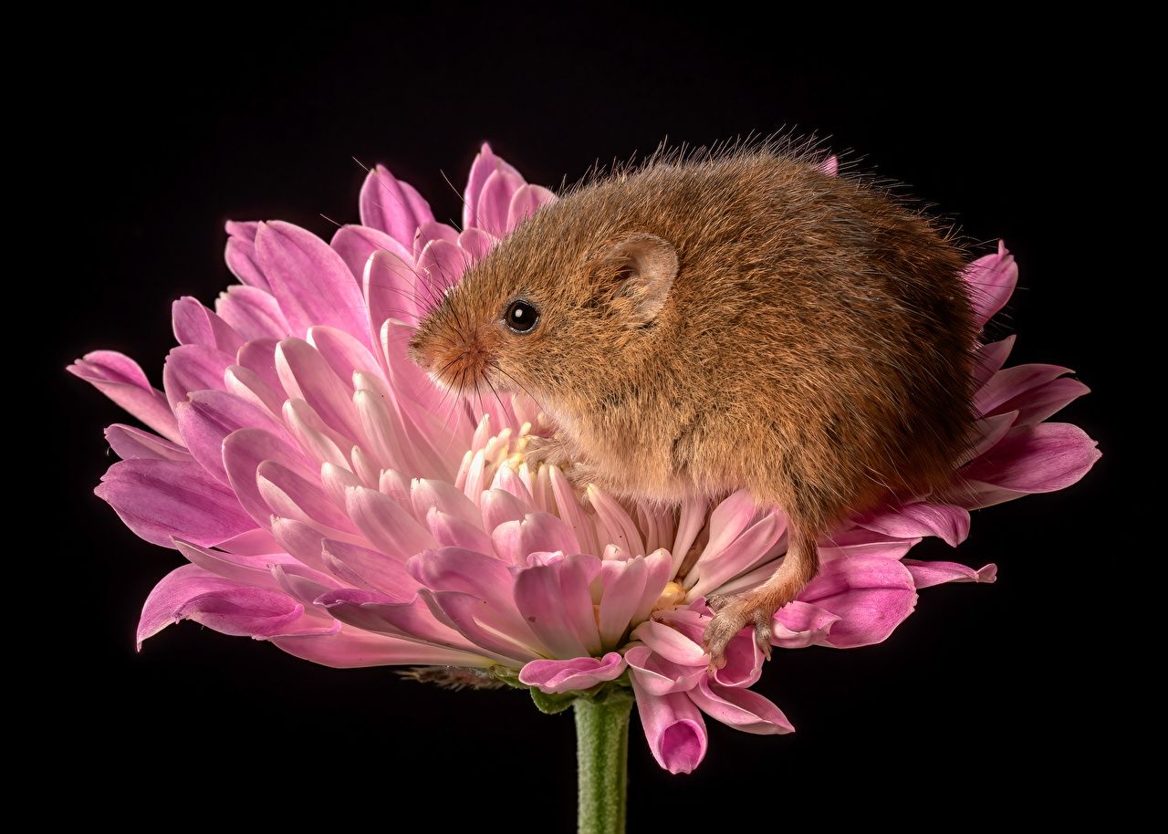 1280x914 image Mice harvest mouse animal