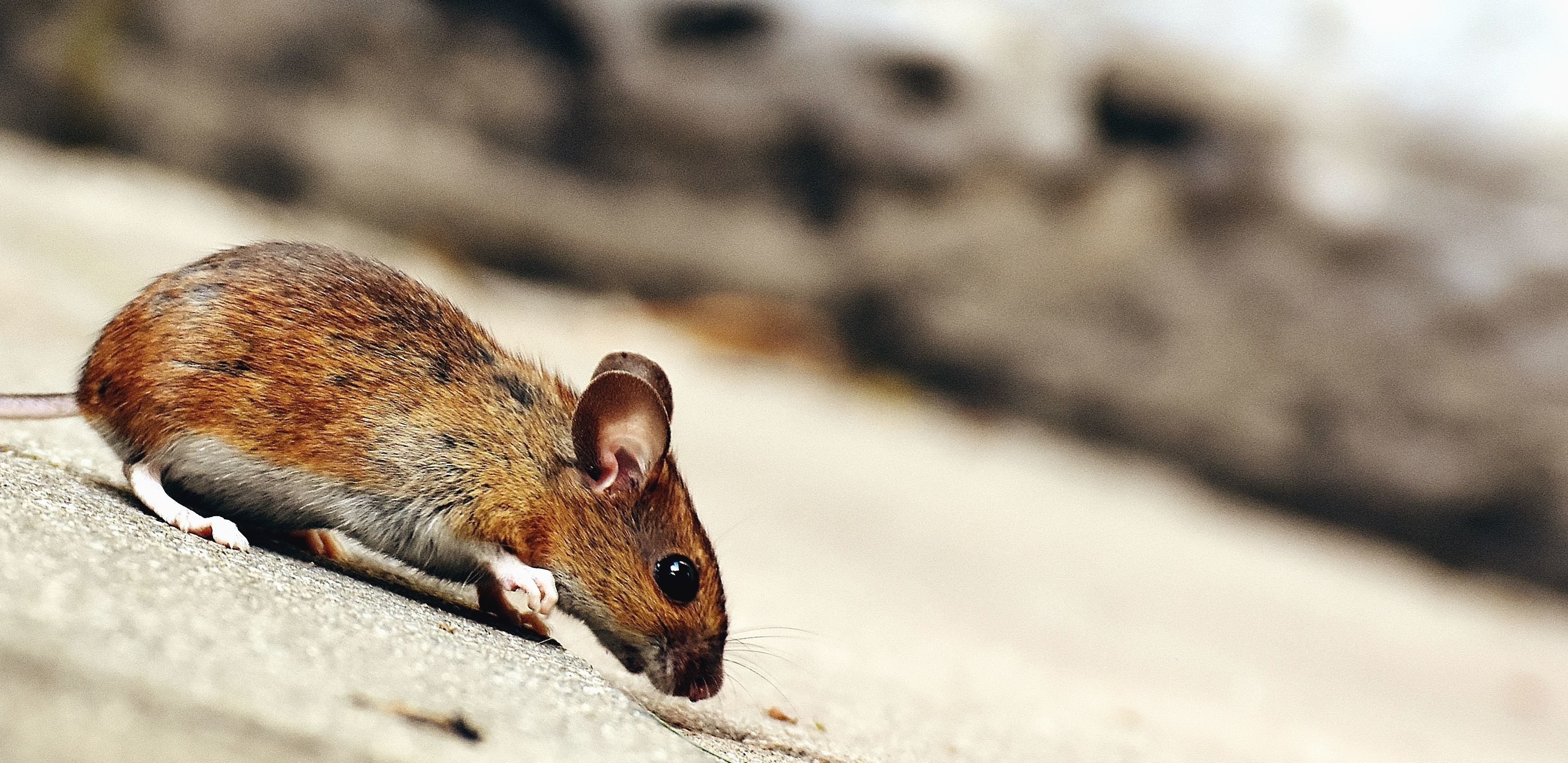 3480x1694 Mouse Wallpaper